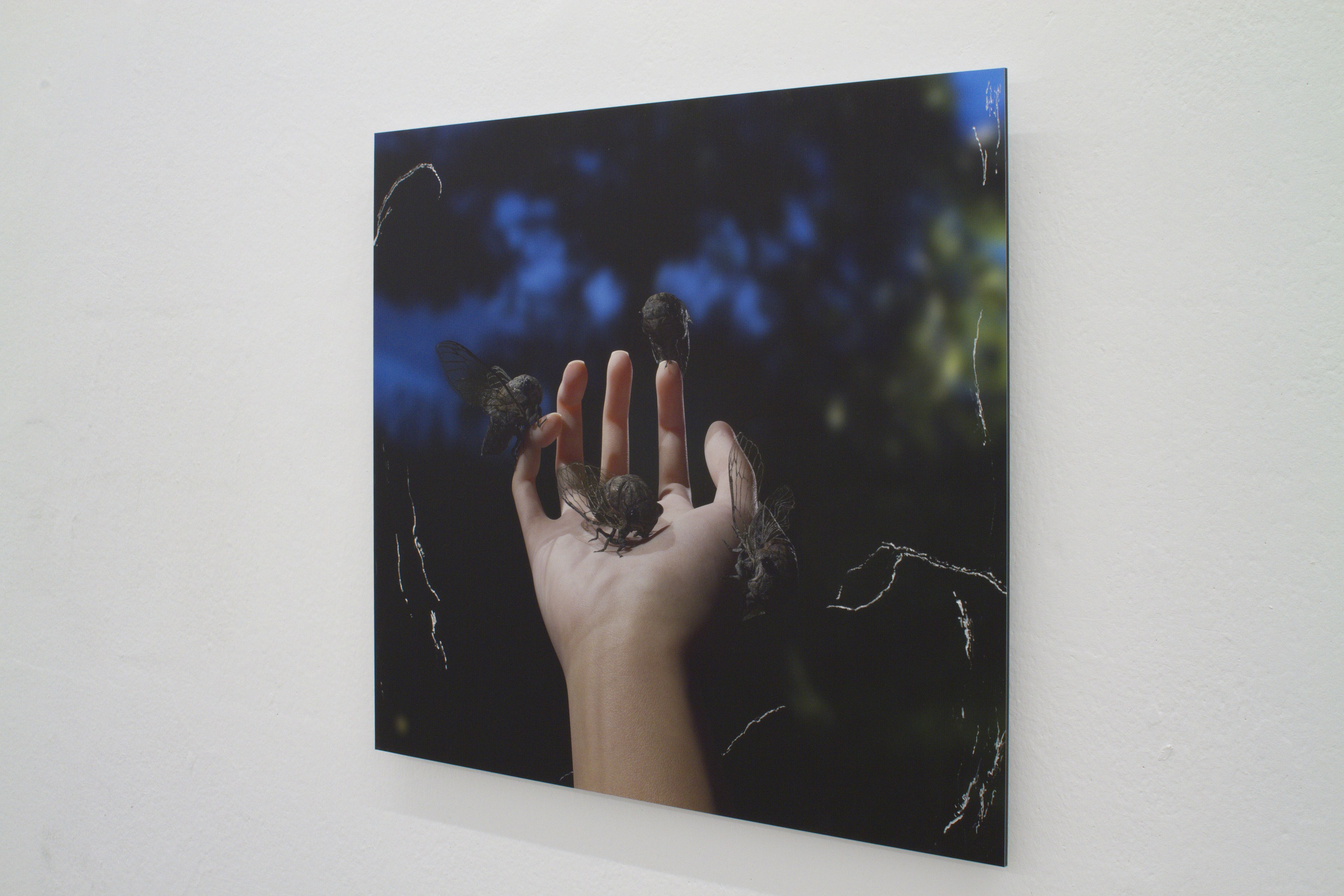 Gregory Nachmanovitch, Self Portrait with Pets at Number 1 Main Road, photo 21