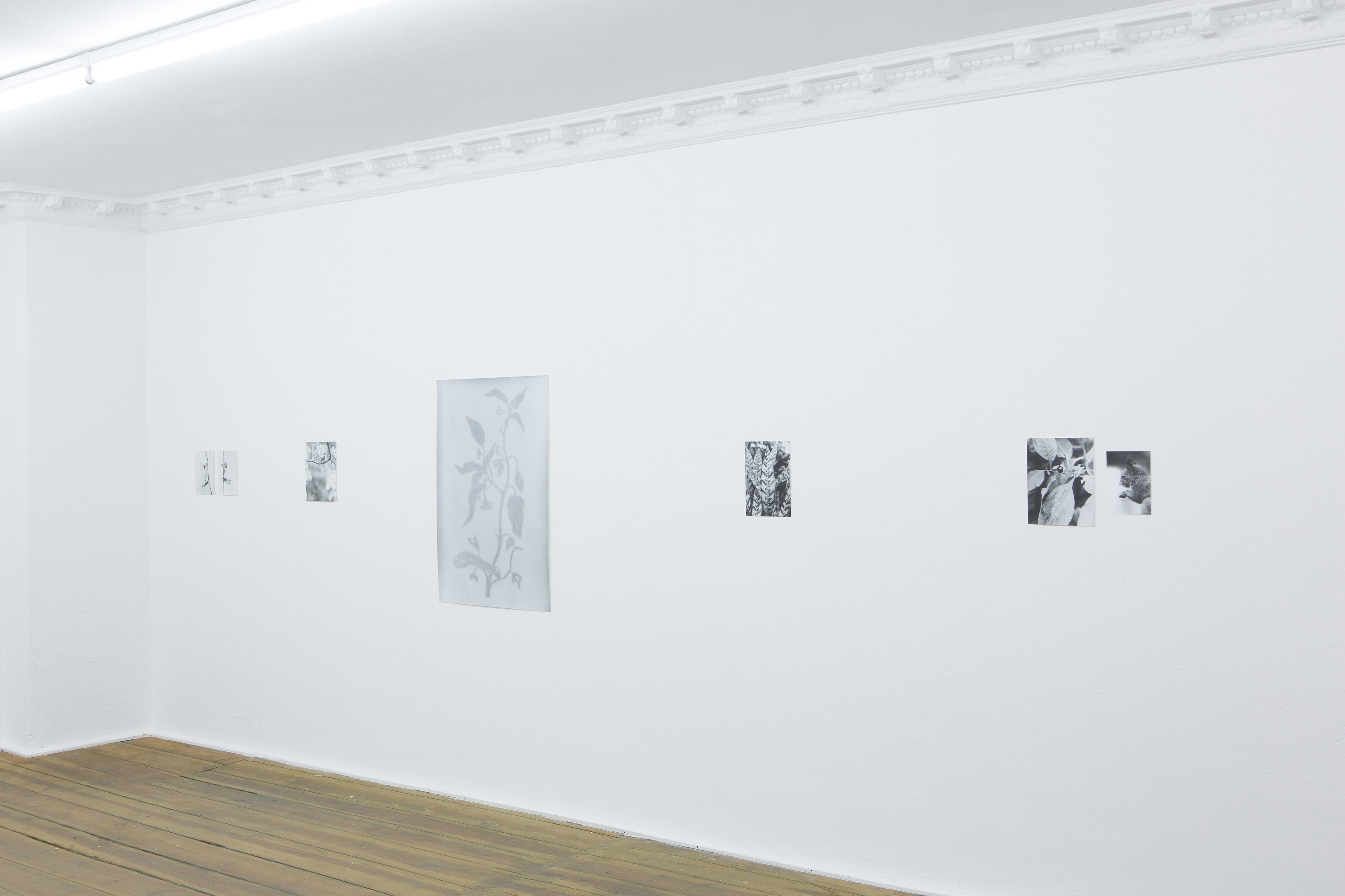 Jochen Lempert, Untitled at Between Bridges, photo 5