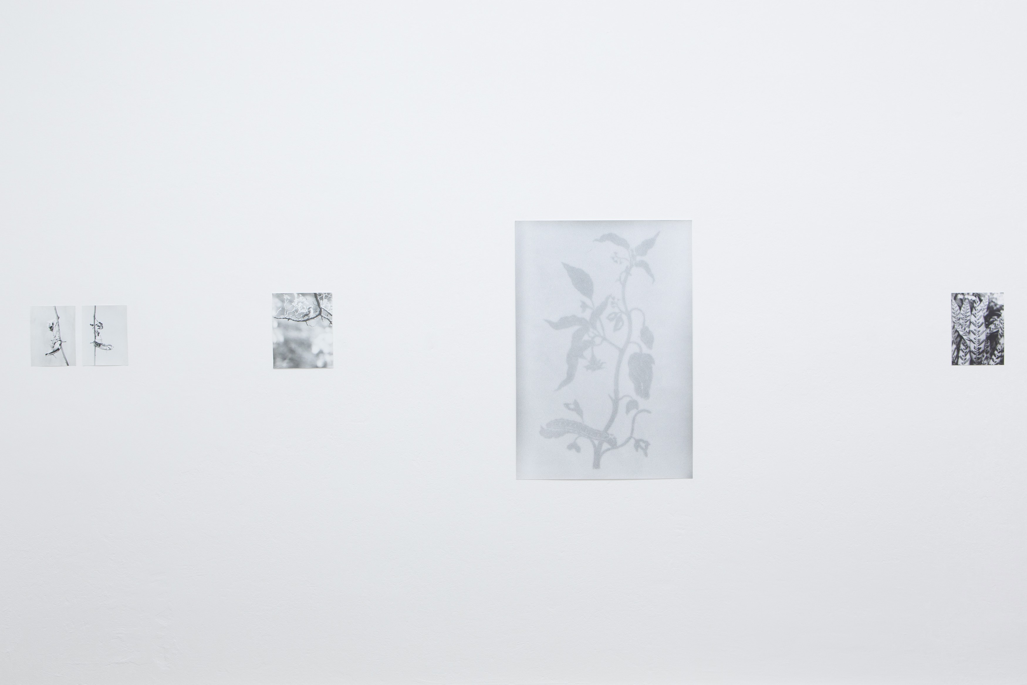 Jochen Lempert, Untitled at Between Bridges, photo 14