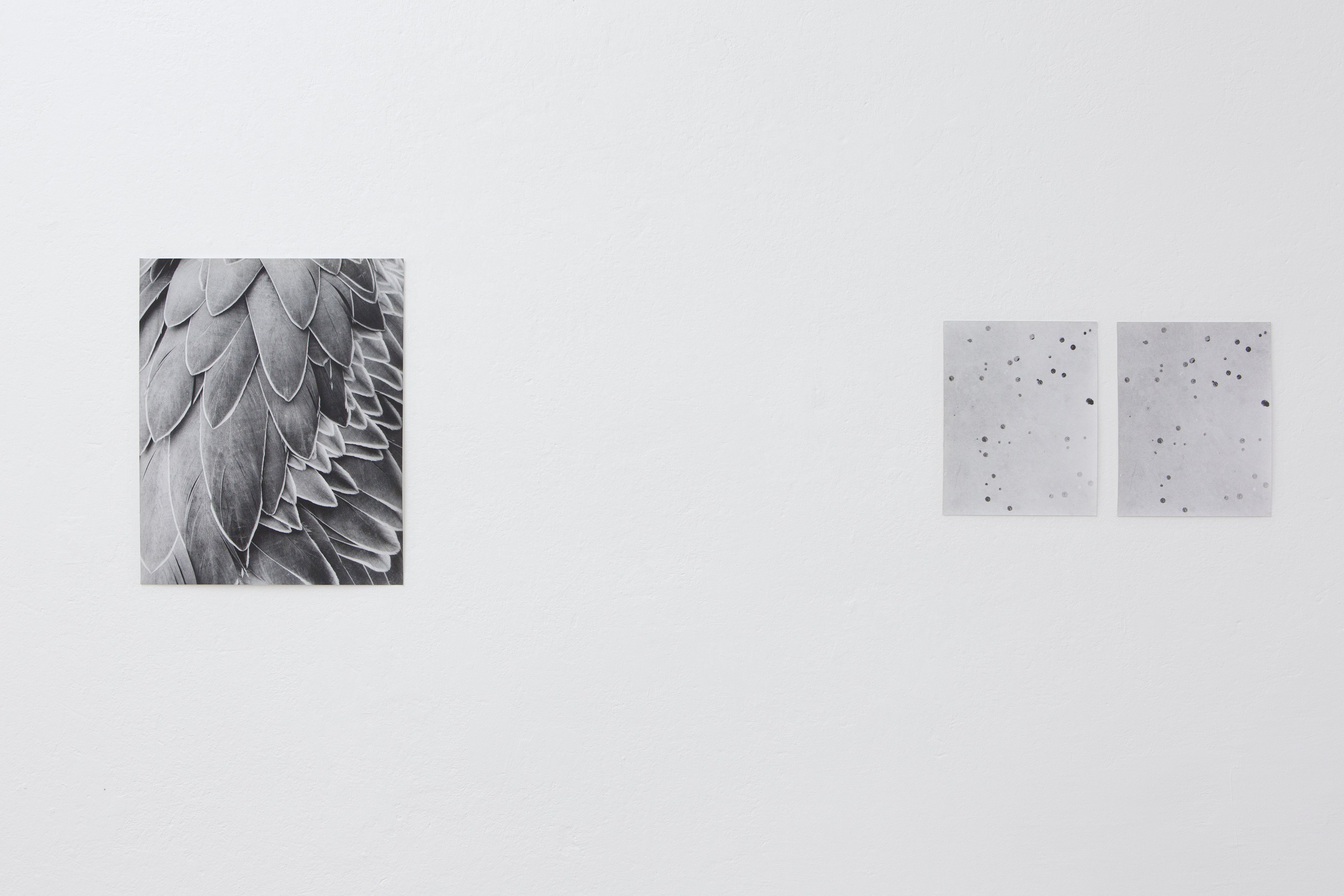 Jochen Lempert, Untitled at Between Bridges, photo 15