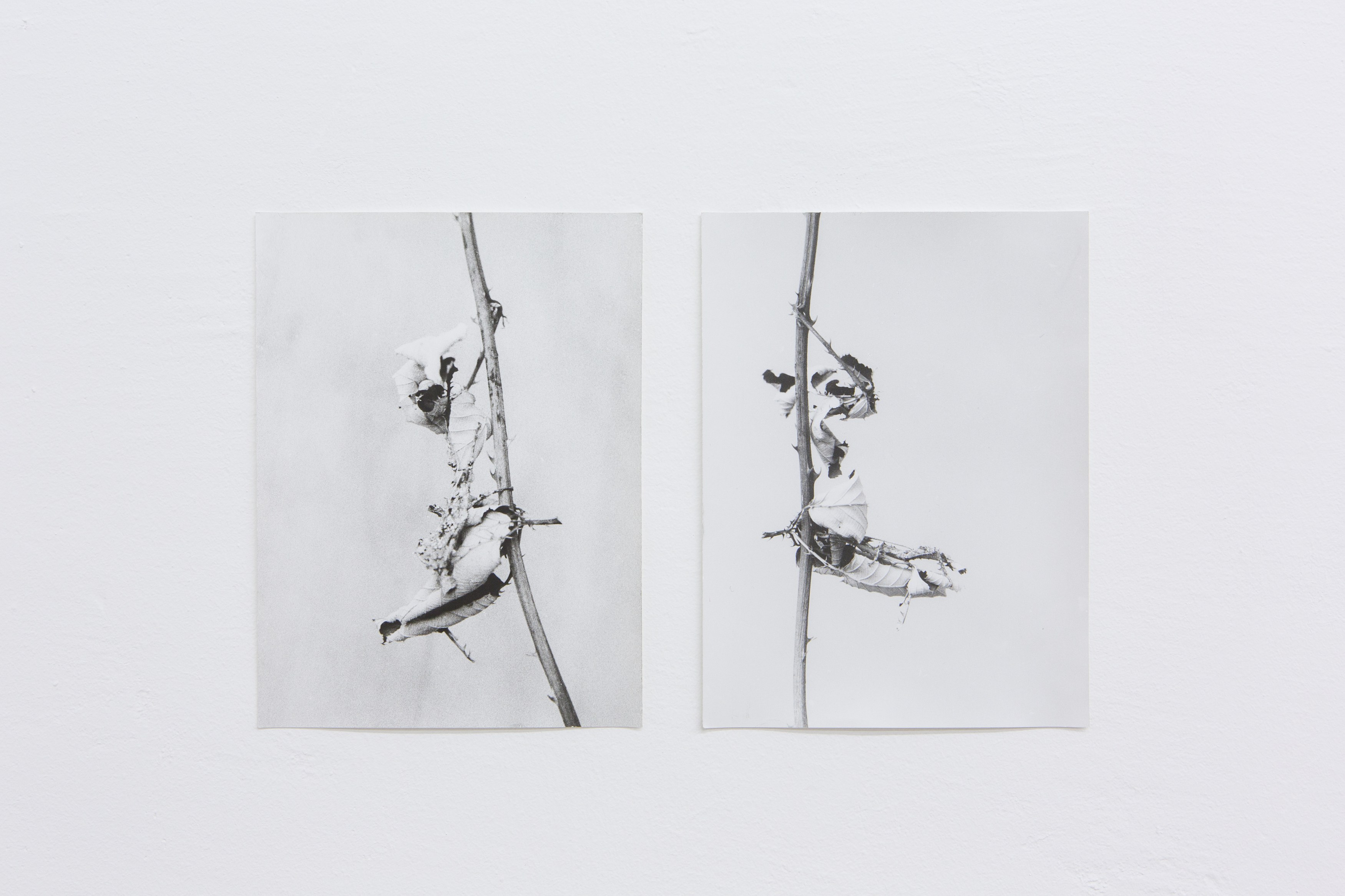 Jochen Lempert, Untitled at Between Bridges, photo 16