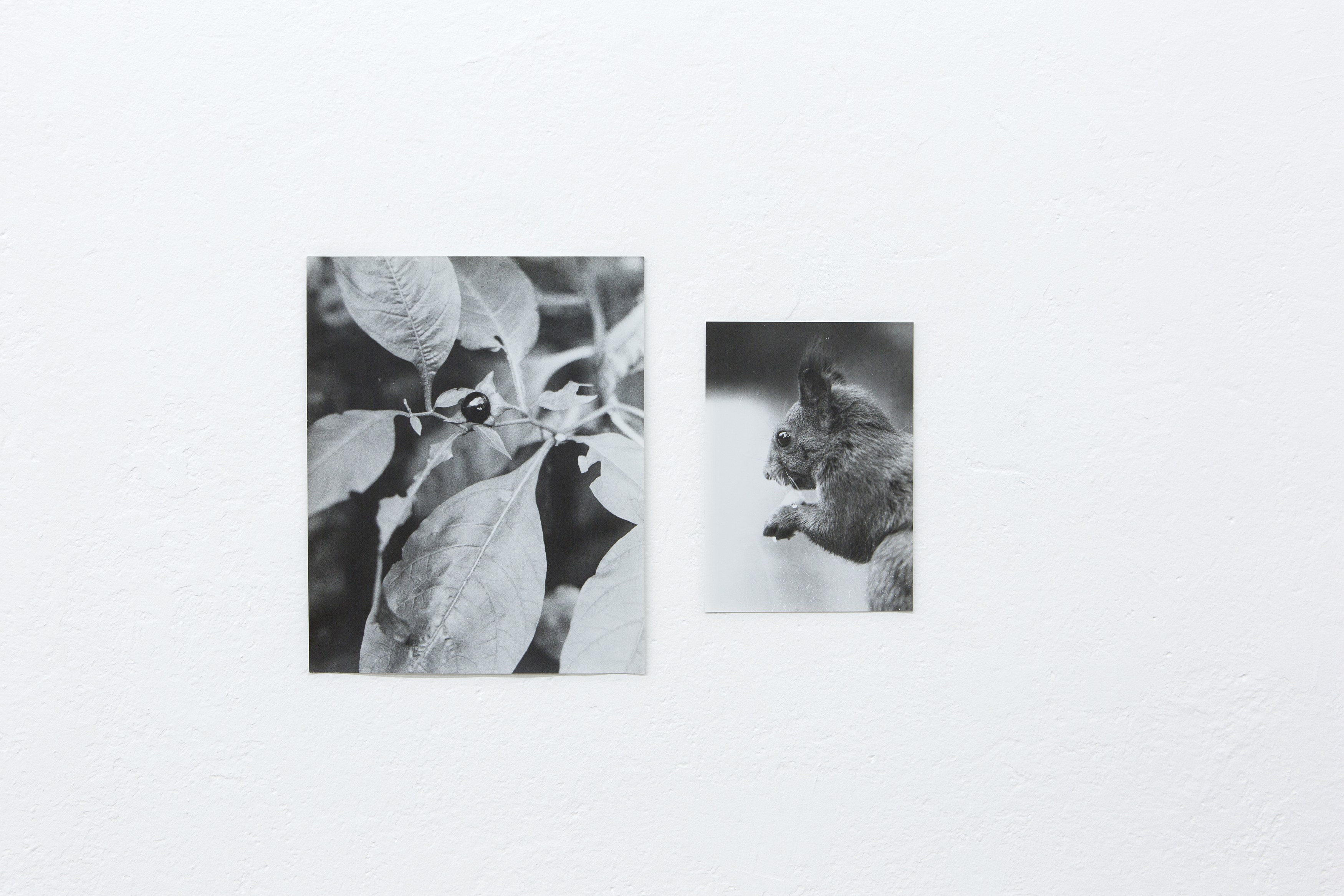 Jochen Lempert, Untitled at Between Bridges, photo 17