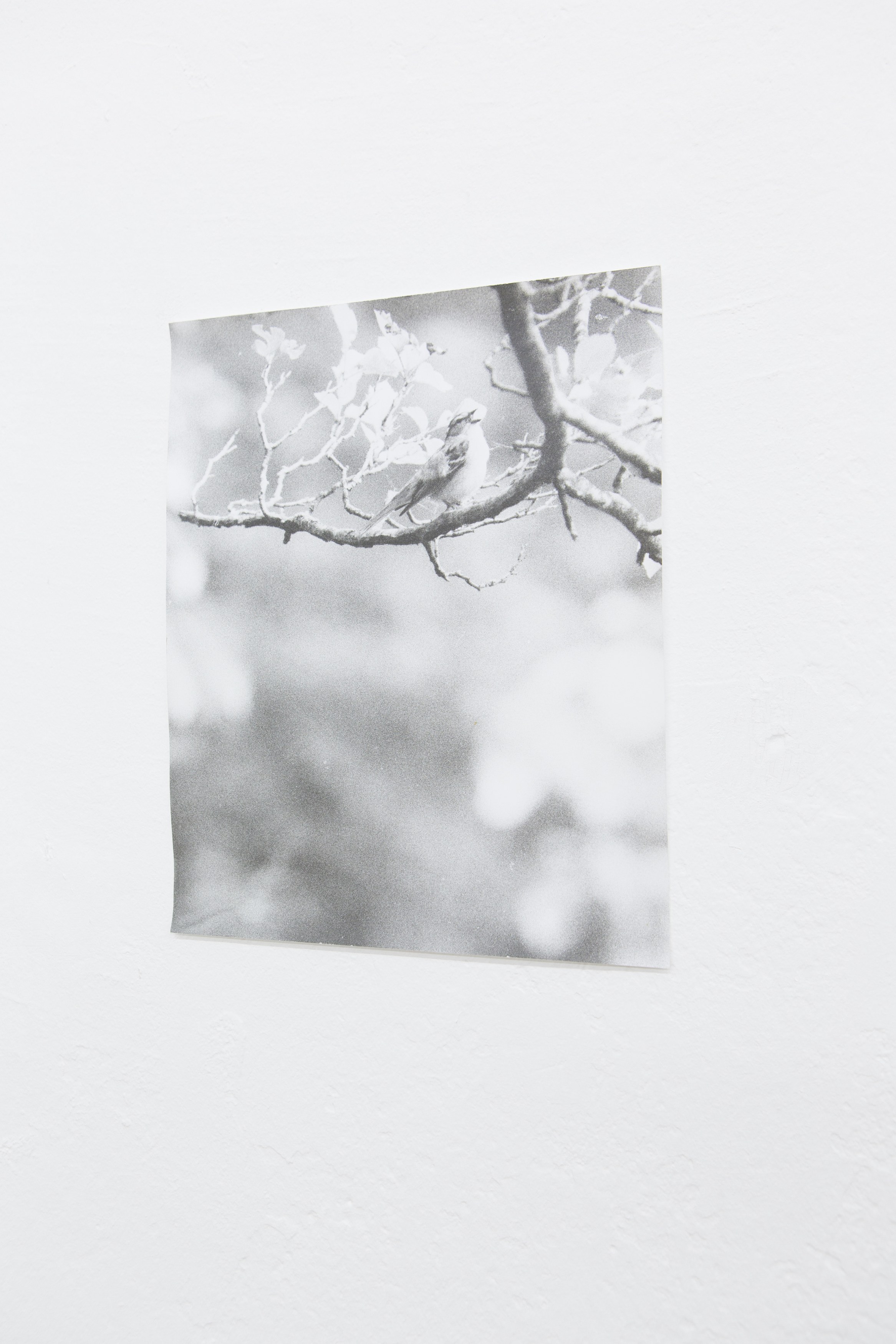 Jochen Lempert, Untitled at Between Bridges, photo 25