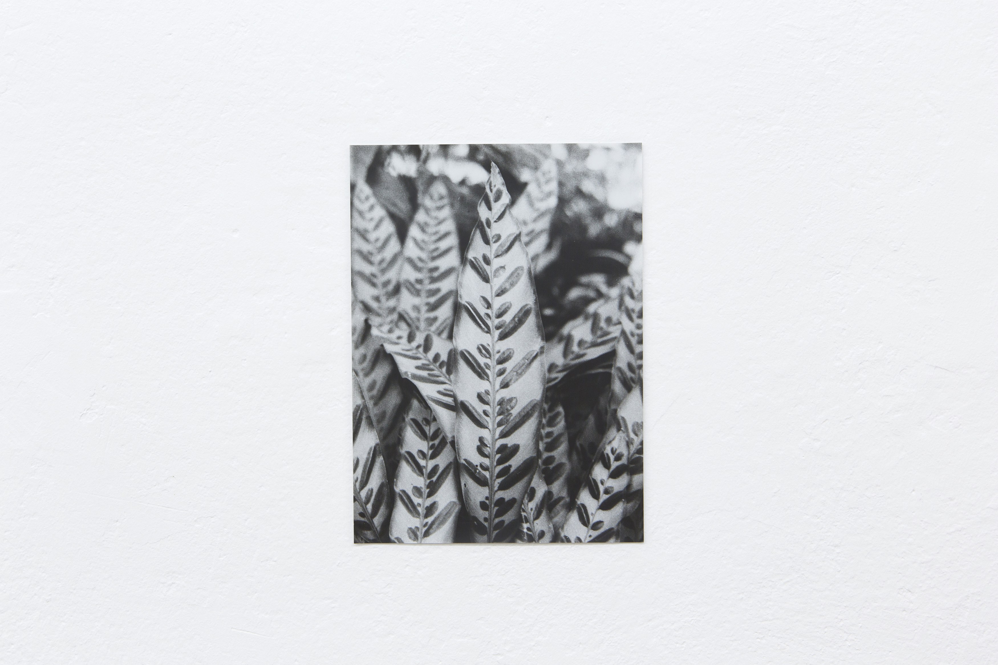 Jochen Lempert, Untitled at Between Bridges, photo 26