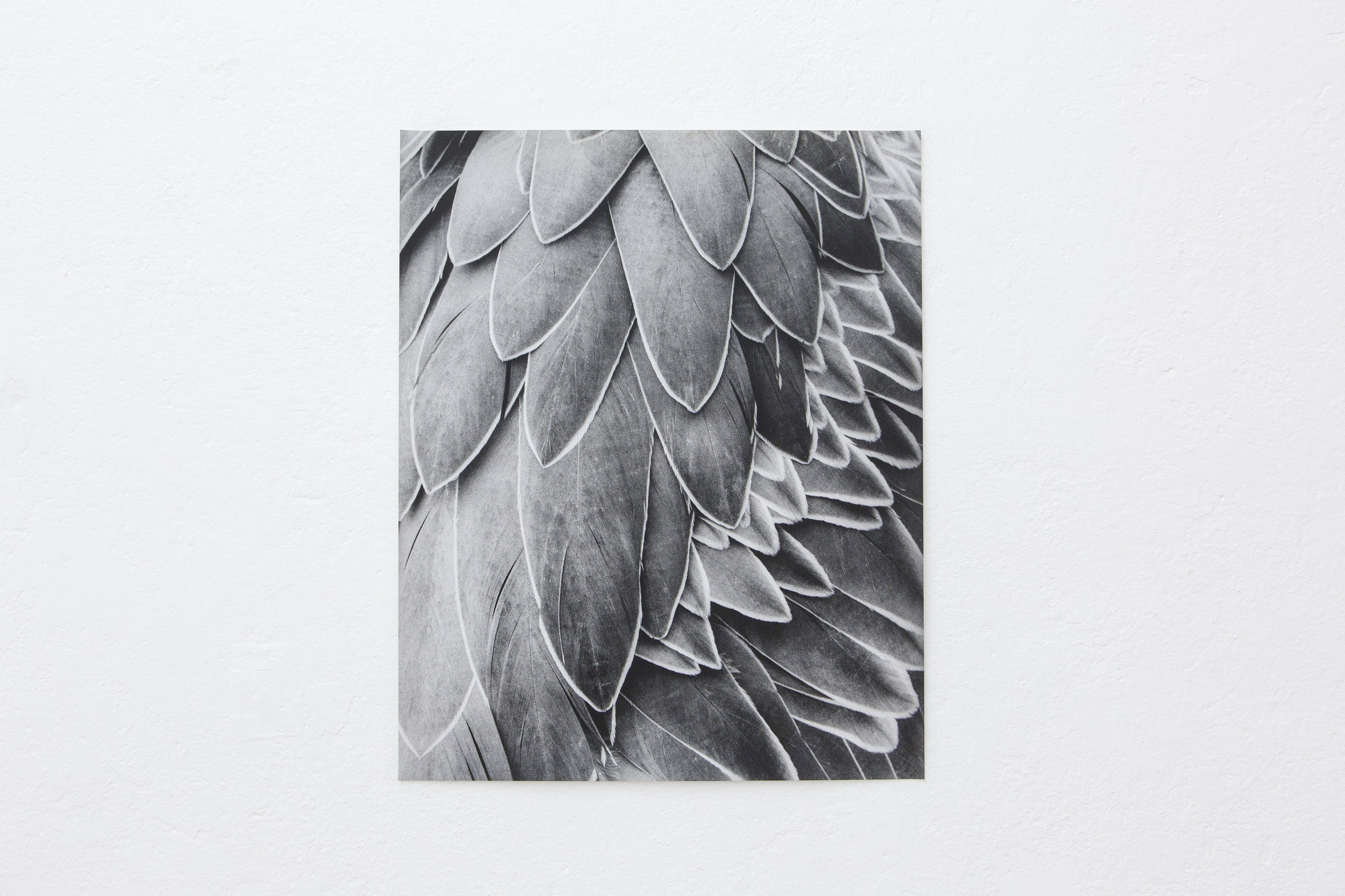 Jochen Lempert, Untitled at Between Bridges, photo 27