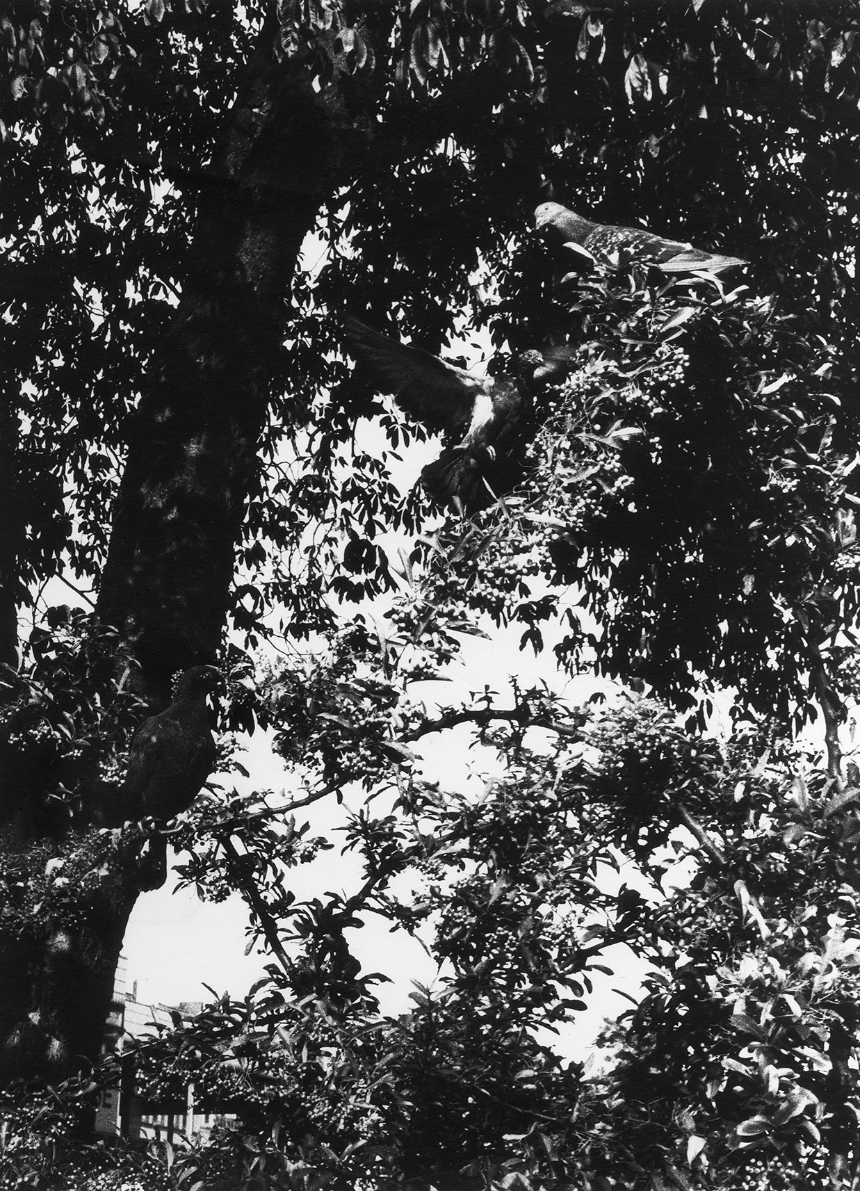 Jochen Lempert, Untitled at Between Bridges, photo 30