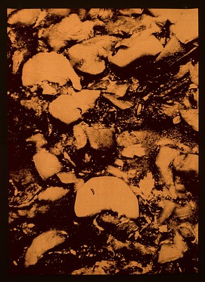 Image 42 of 50
