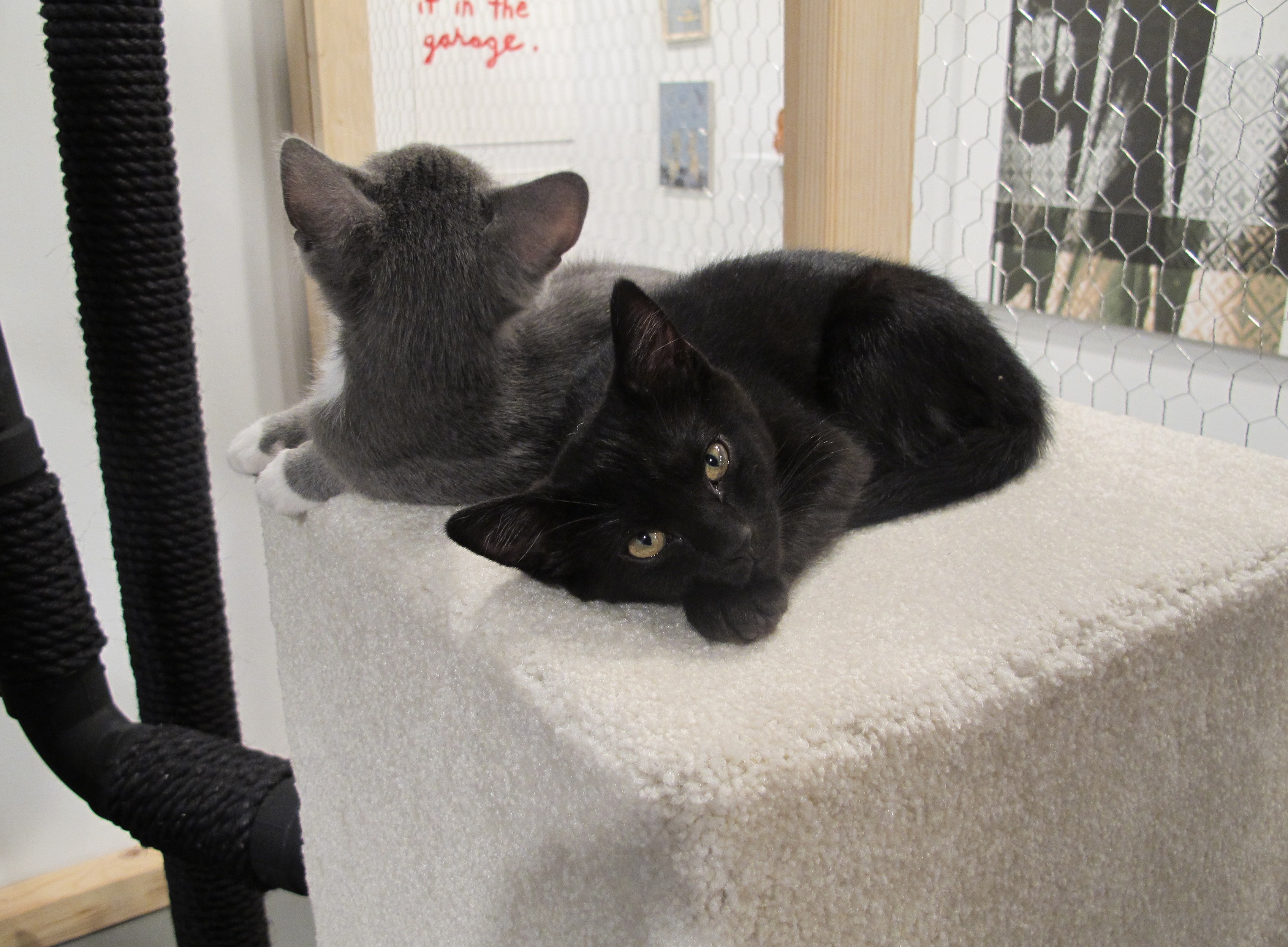 The Cat Show, The Cat Show at White Columns, photo 11