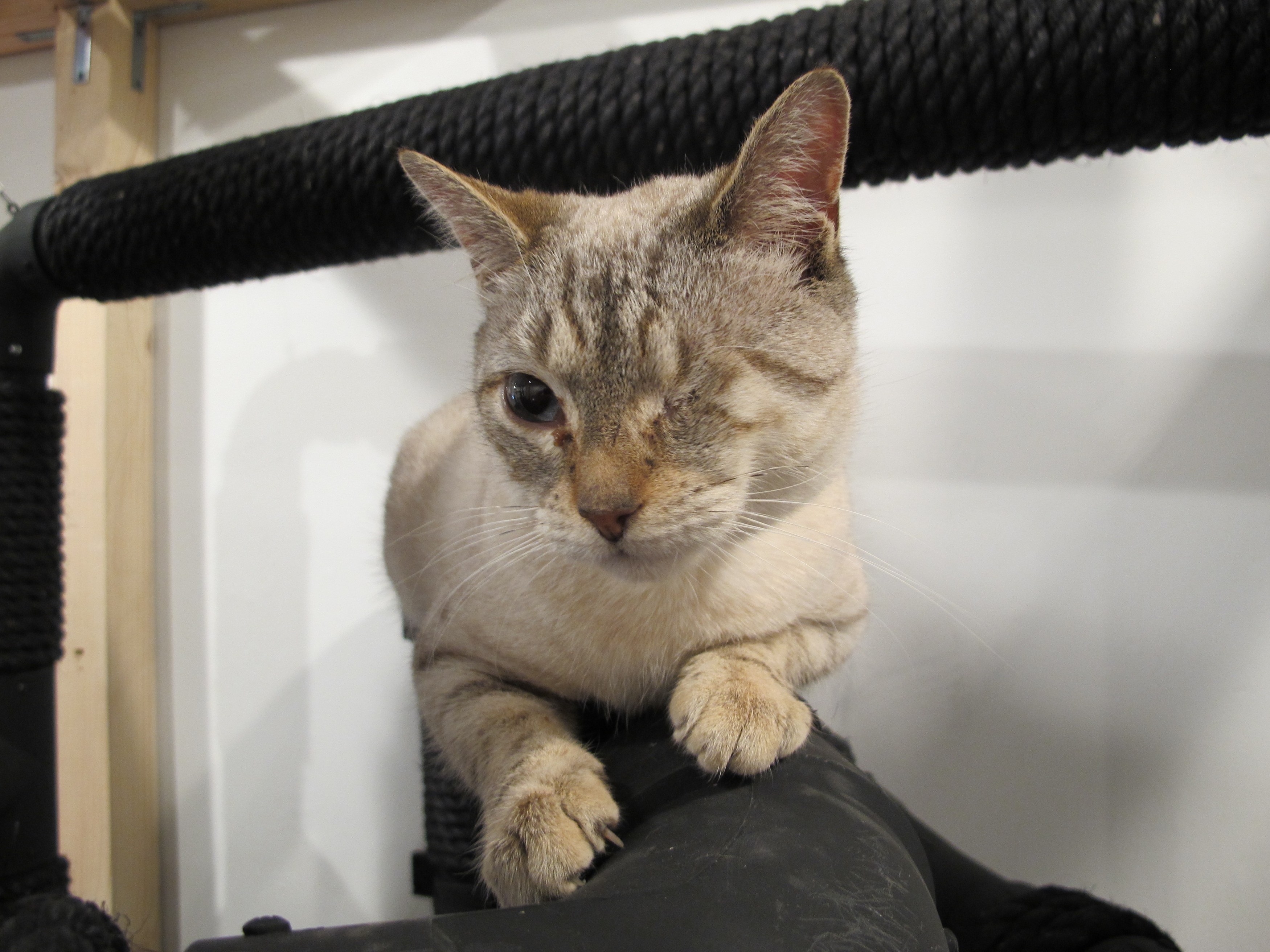 The Cat Show, The Cat Show at White Columns, photo 19
