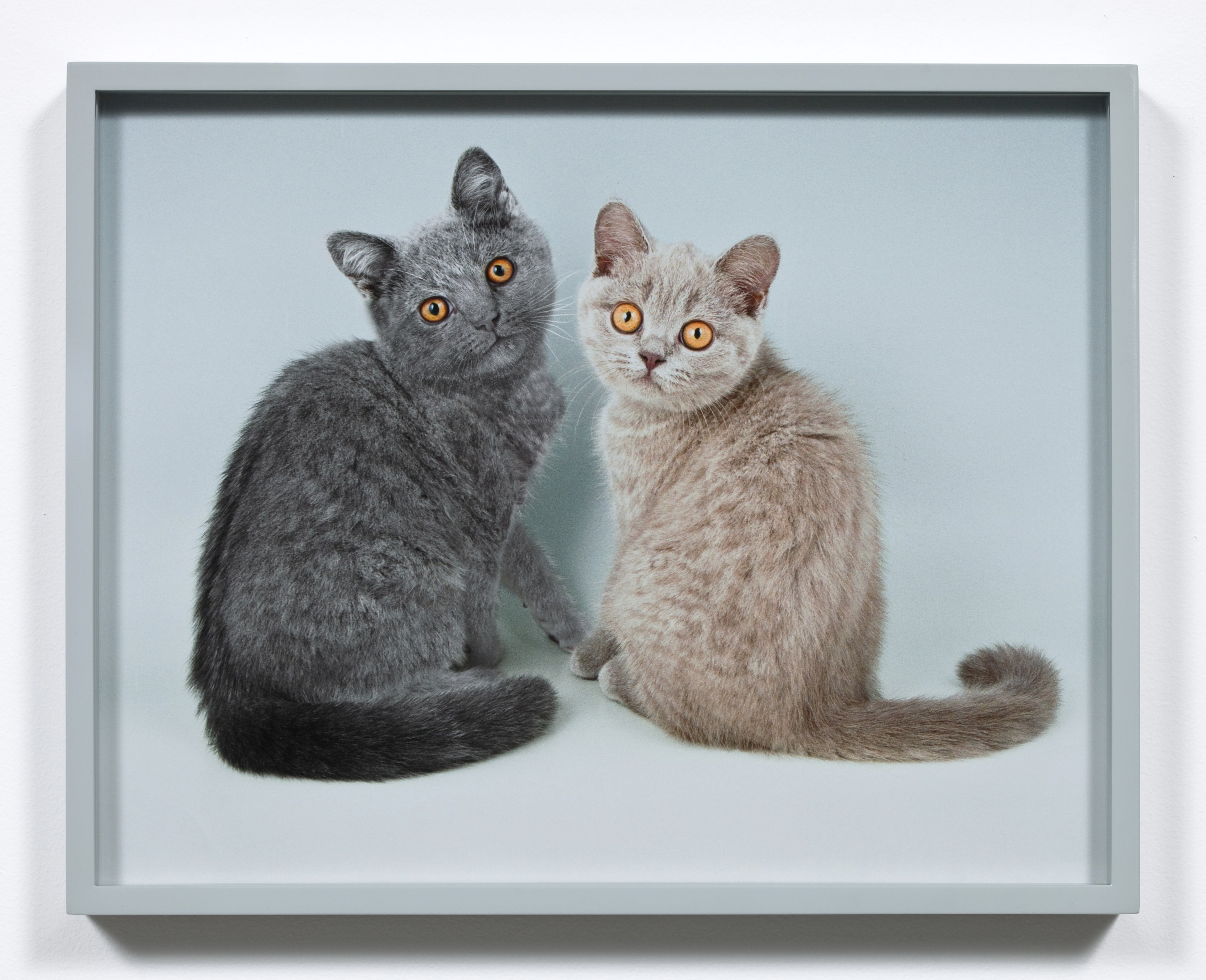 The Cat Show, The Cat Show at White Columns, photo 21