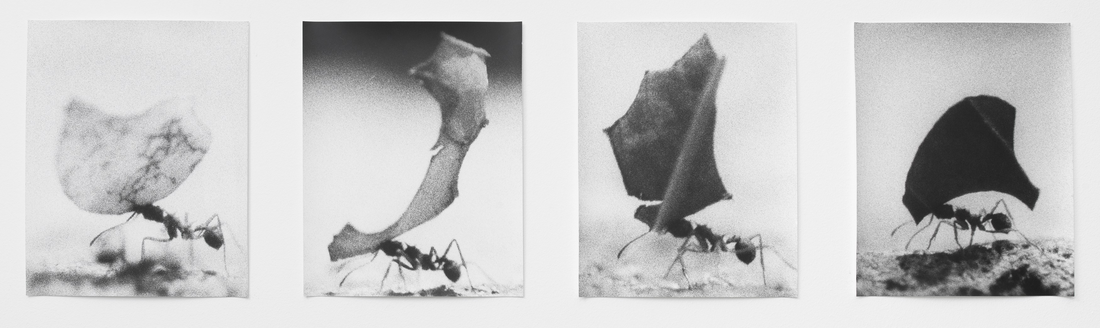 Jochen Lempert, Jochen Lempert at BQ, photo 7