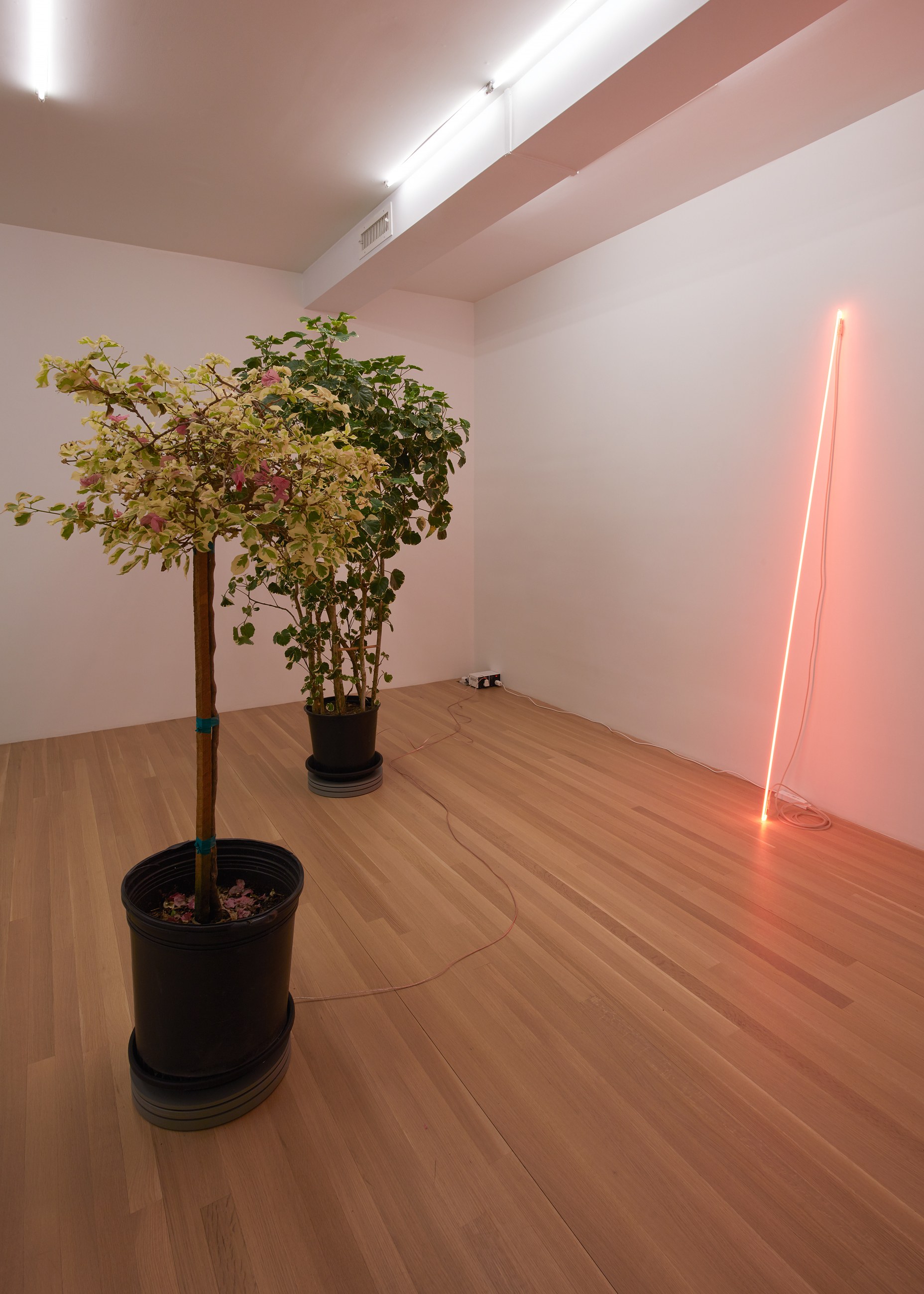Cerith Wyn Evans, shade/frequency… at Galerie Buchholz, Berlin, photo 3