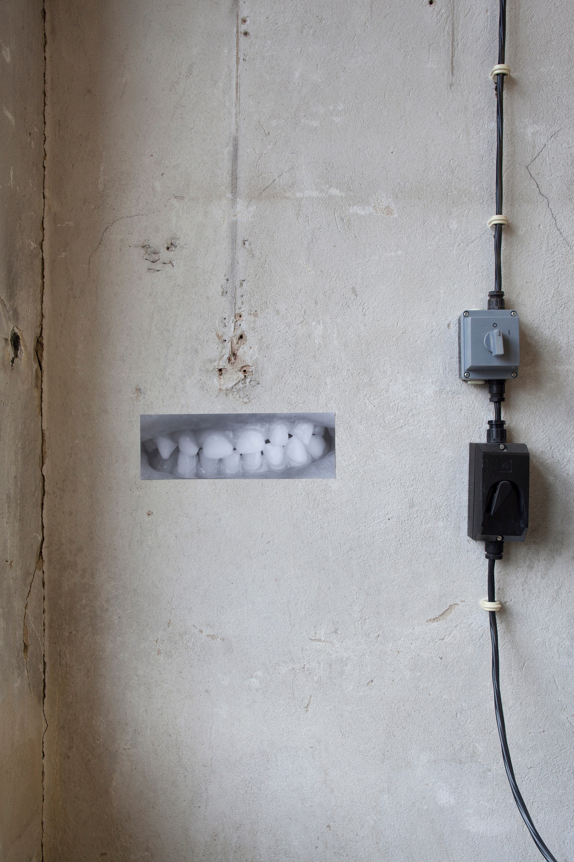bald eagle, bald eagle at Sammlung Haubrok and Paris Bar, Berlin, photo 17