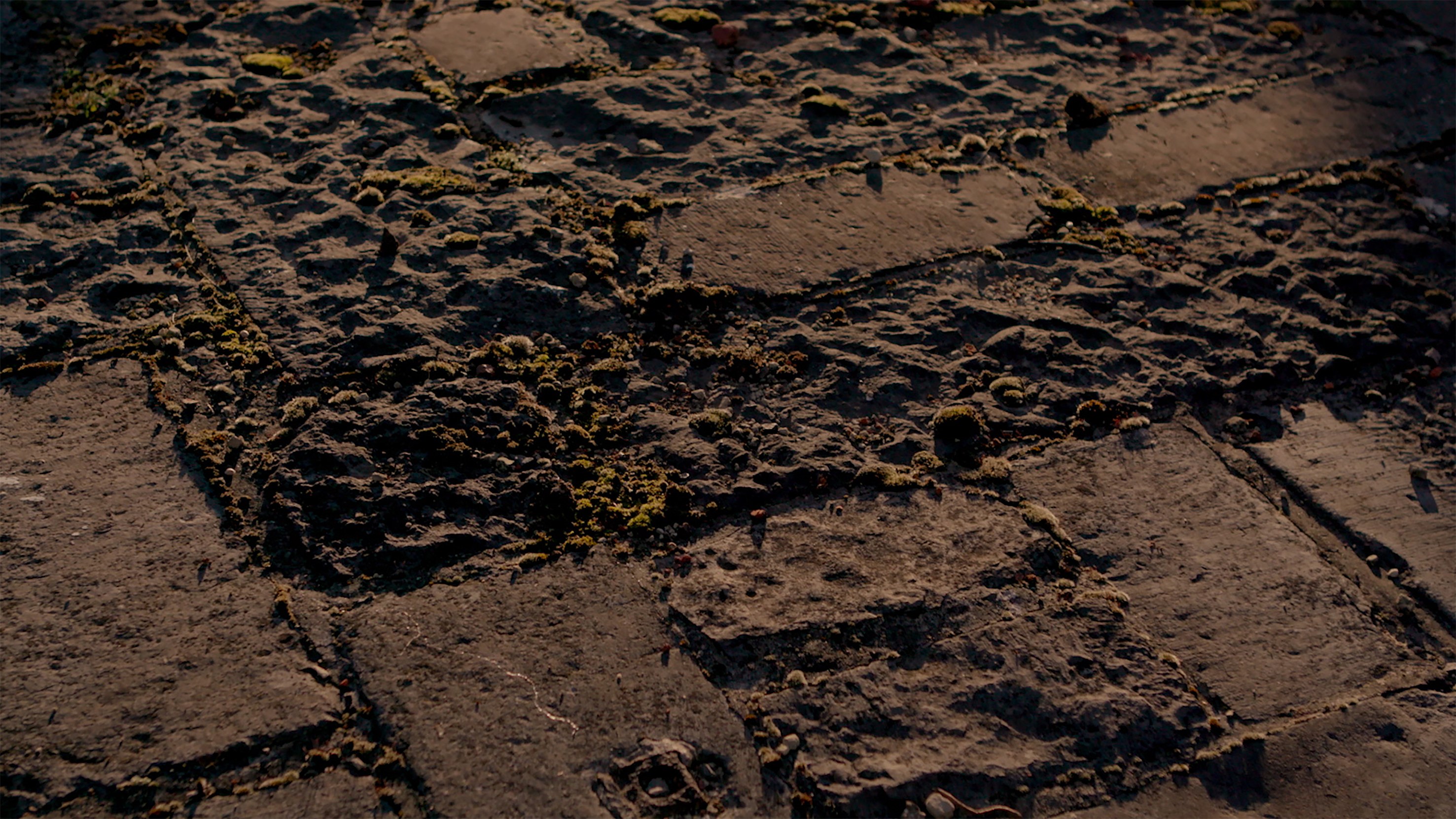 Fiona Tan, Archive / Ruins at Peter Freeman, photo 12