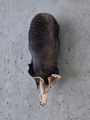 Image 7 of 15