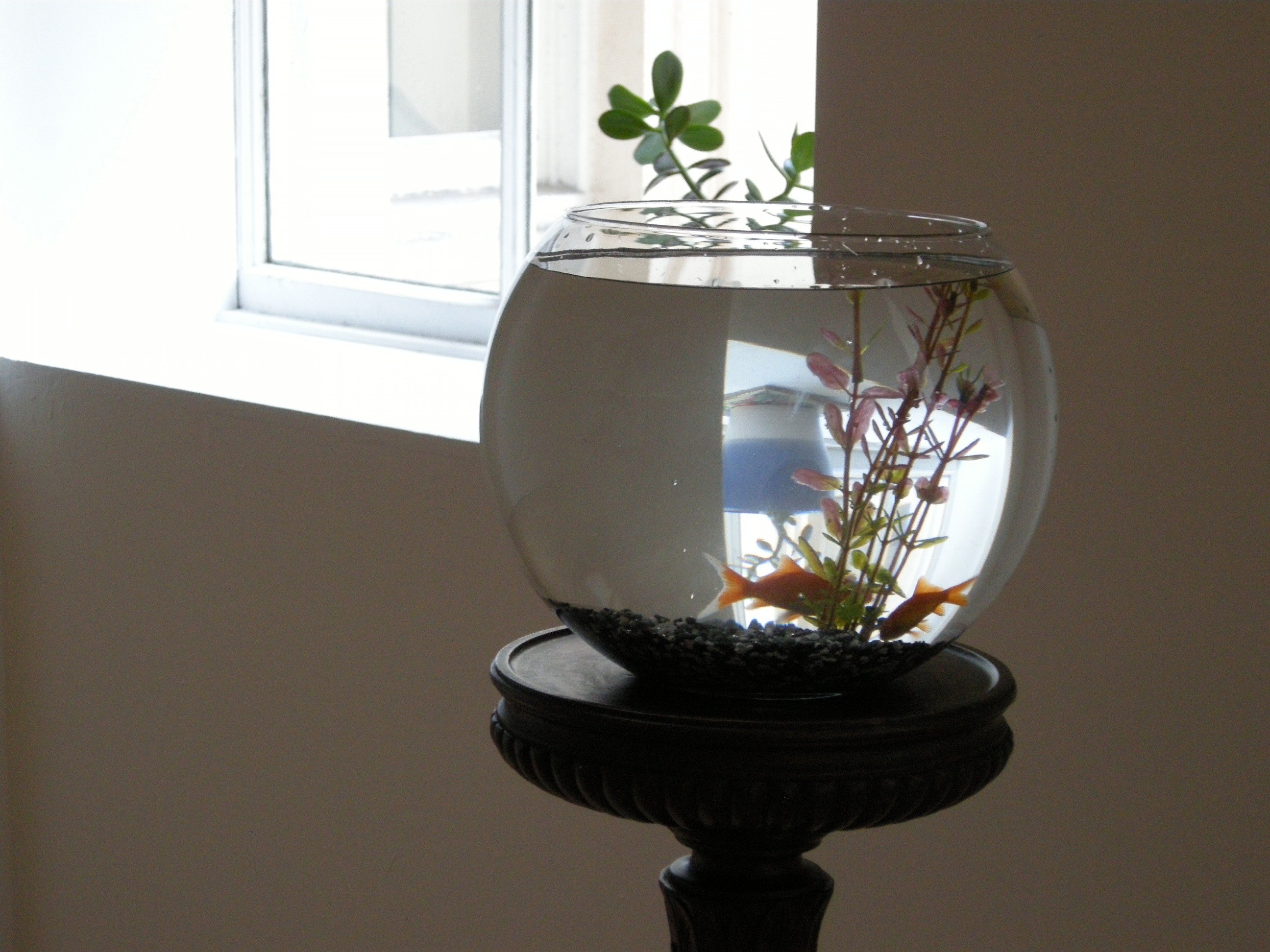 Juliette Blightman, Please Water the Plant and Feed the Fish at Institute of Contemporary Arts, London, photo 7