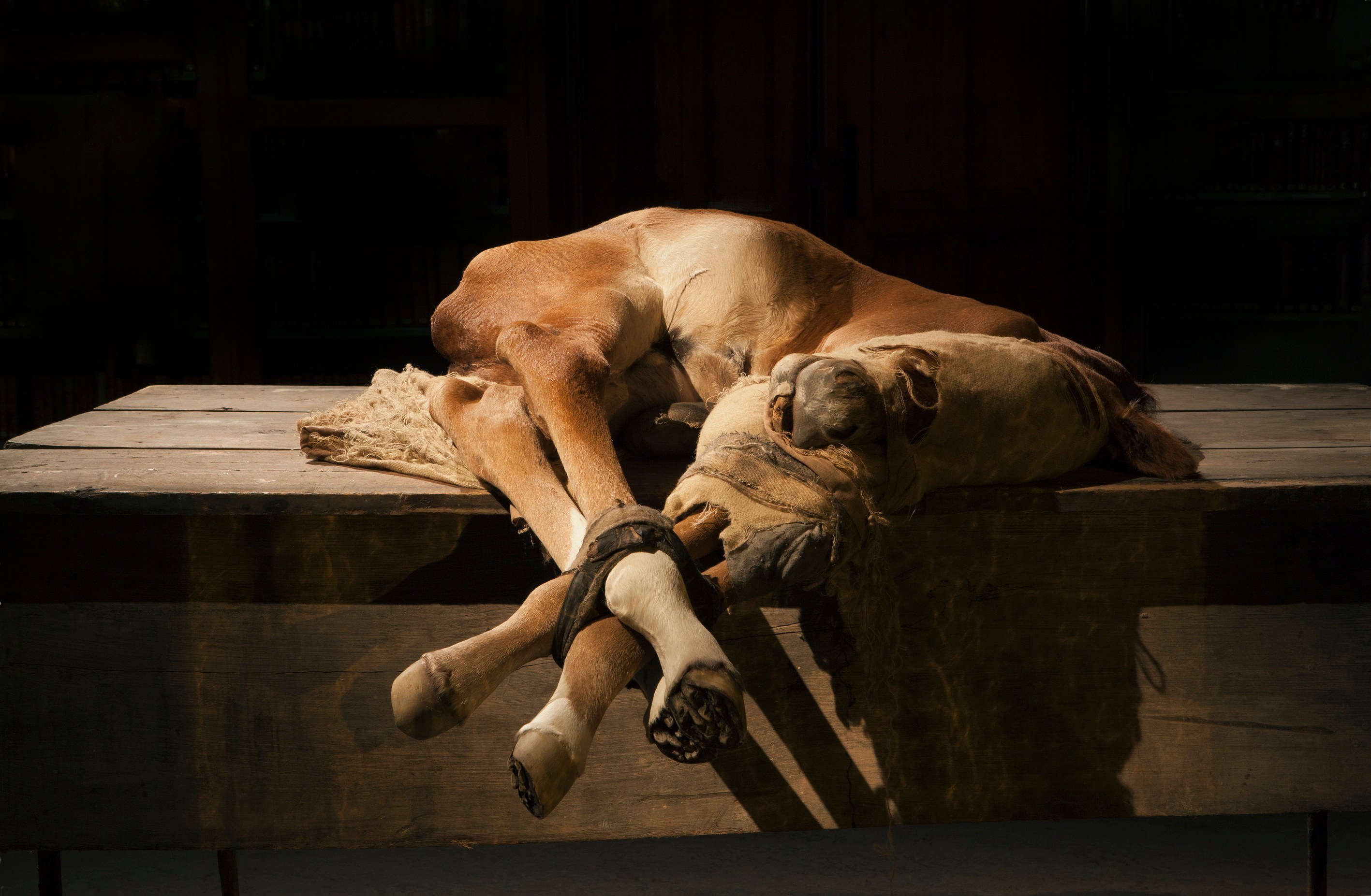 Berlinde De Bruyckere, No Life Lost at Hauser & Wirth, photo 9