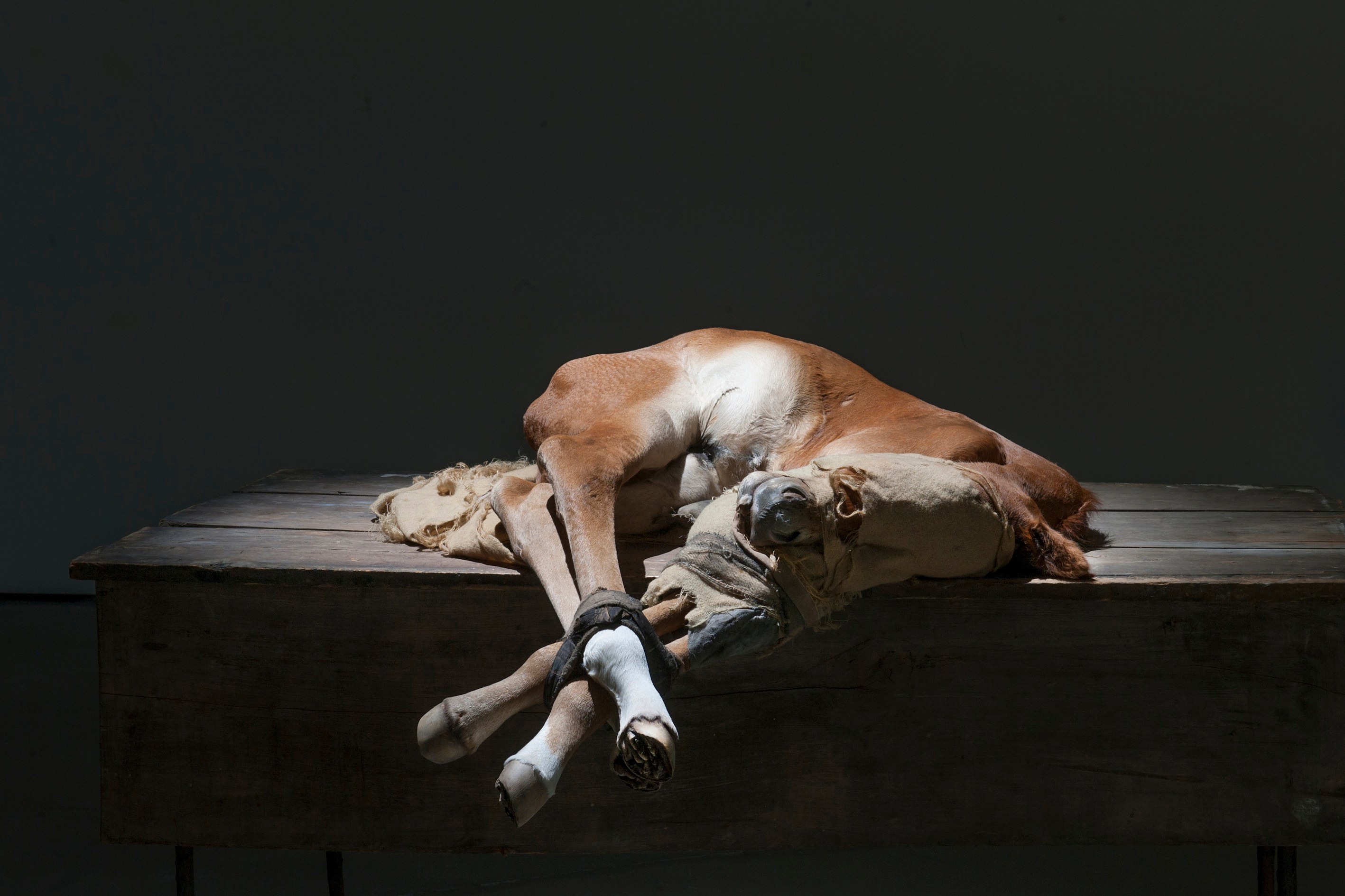 Berlinde De Bruyckere, No Life Lost at Hauser & Wirth, photo 10