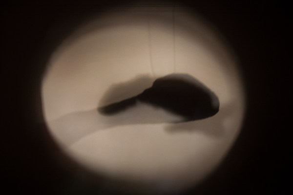Image 12 of 19