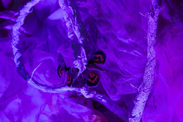 Image 27 of 38