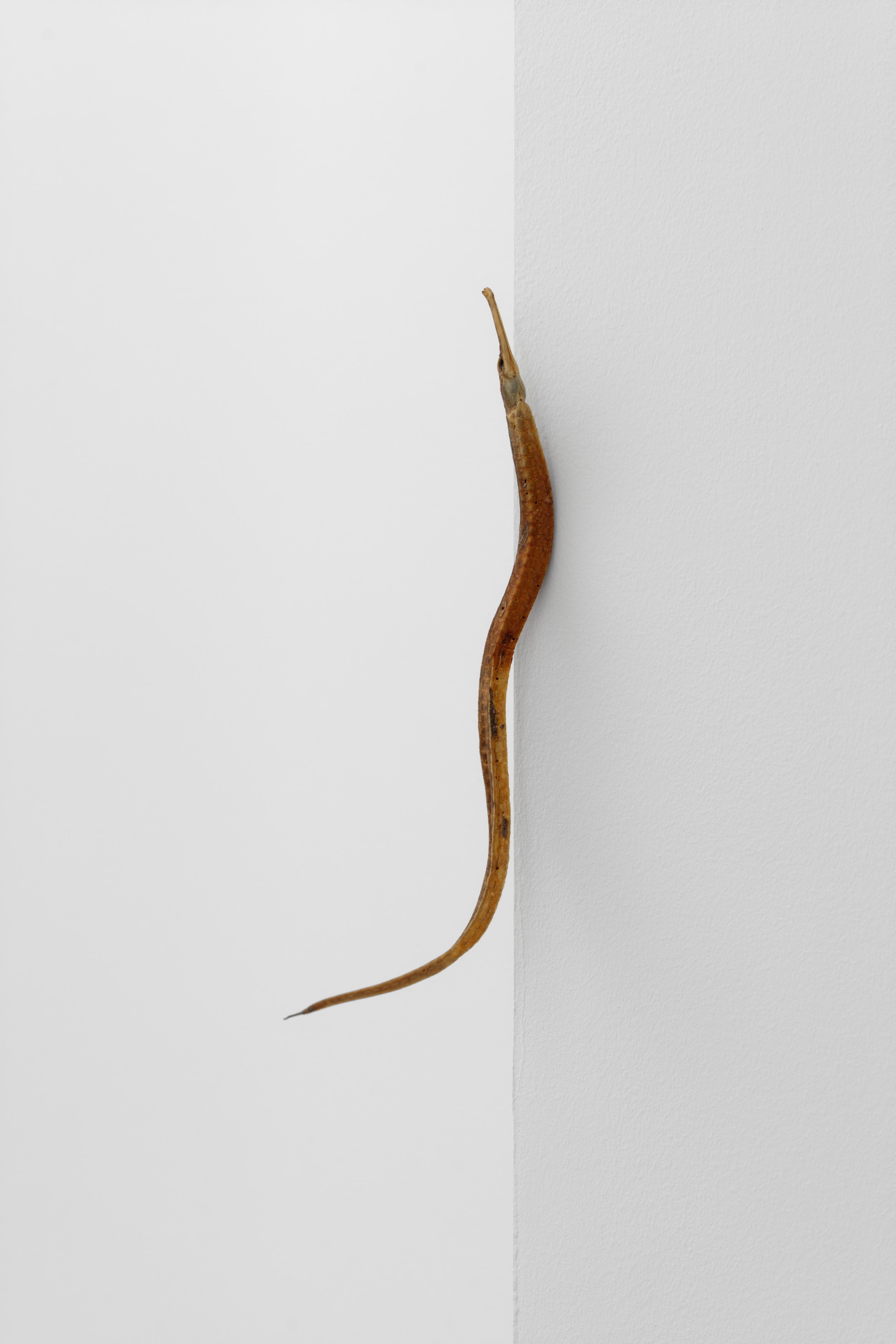 Alex Ayed, Roaring Forties at Galerie Balice Hertling, photo 8