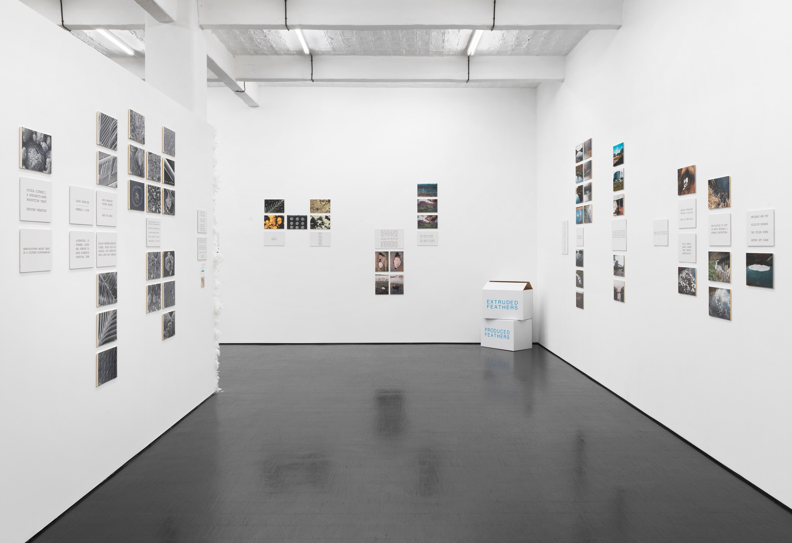 Peter Fend, <div><span style="font-family: courier, monospace; font-style: normal;">BIRDS<br>REIGN</span></div> at Trautwein Herleth, photo 5