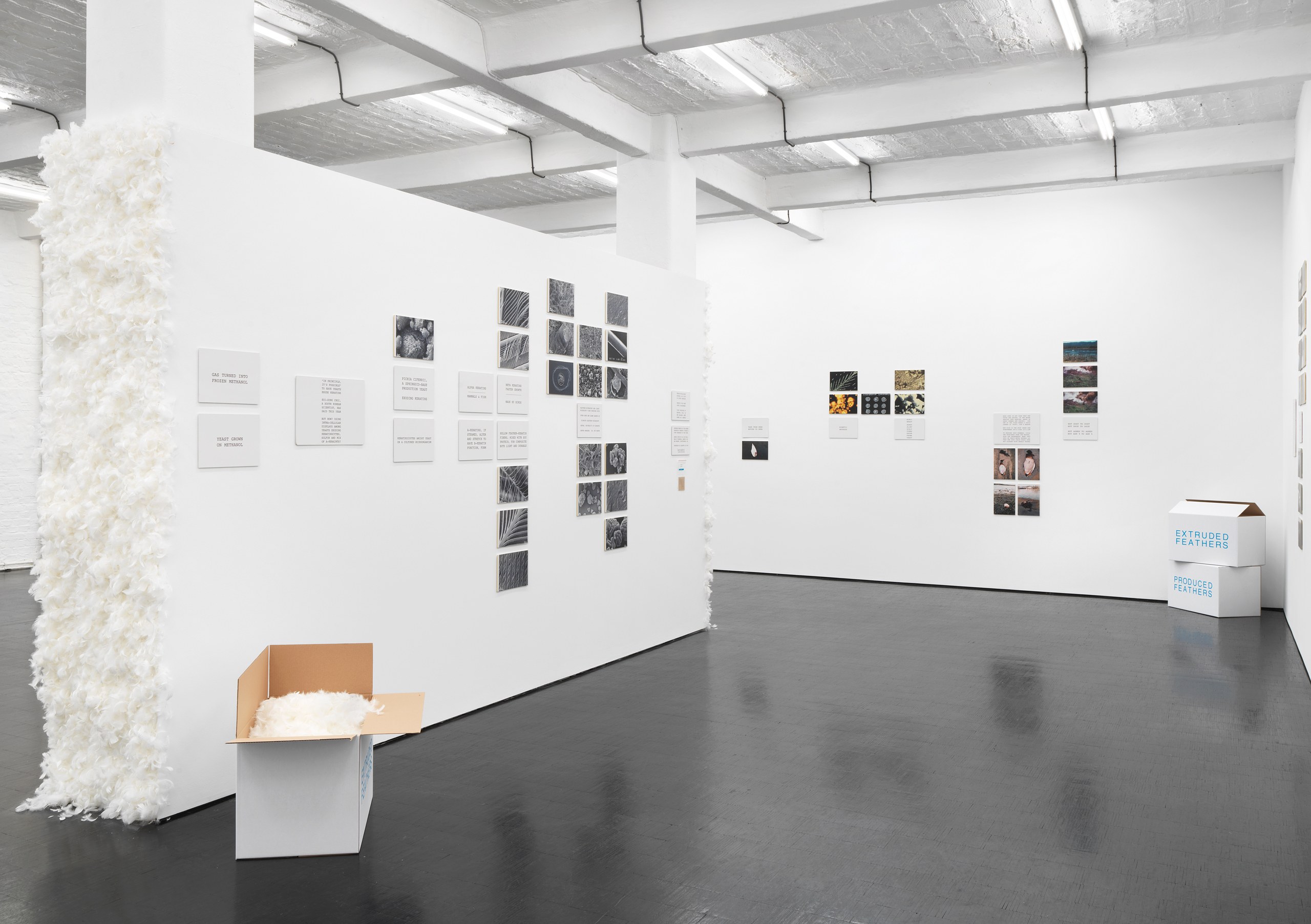 Peter Fend, <div><span style="font-family: courier, monospace; font-style: normal;">BIRDS<br>REIGN</span></div> at Trautwein Herleth, photo 19