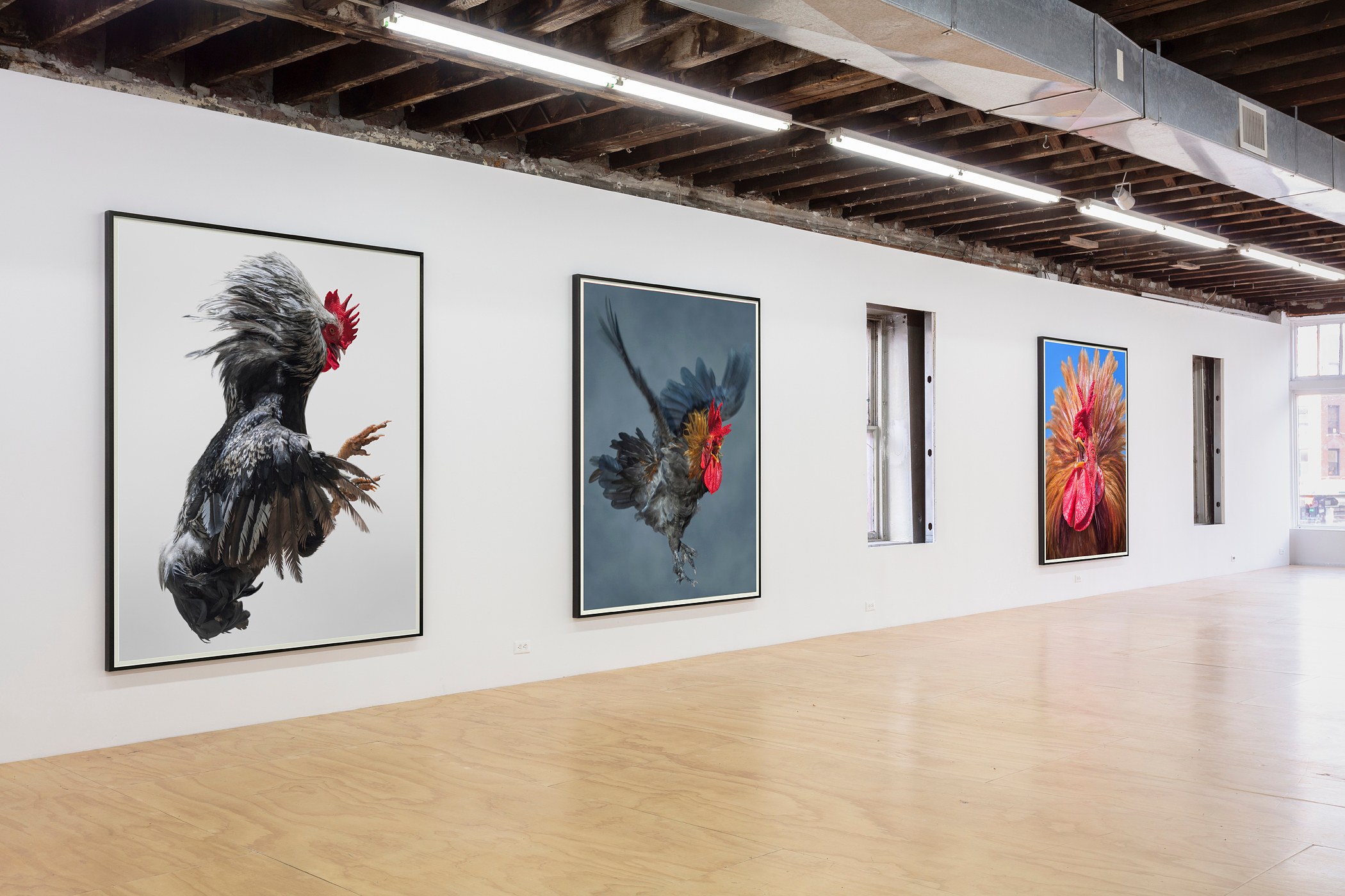 Heji Shin, Big Cocks at Reena Spaulings Fine Art, photo 2