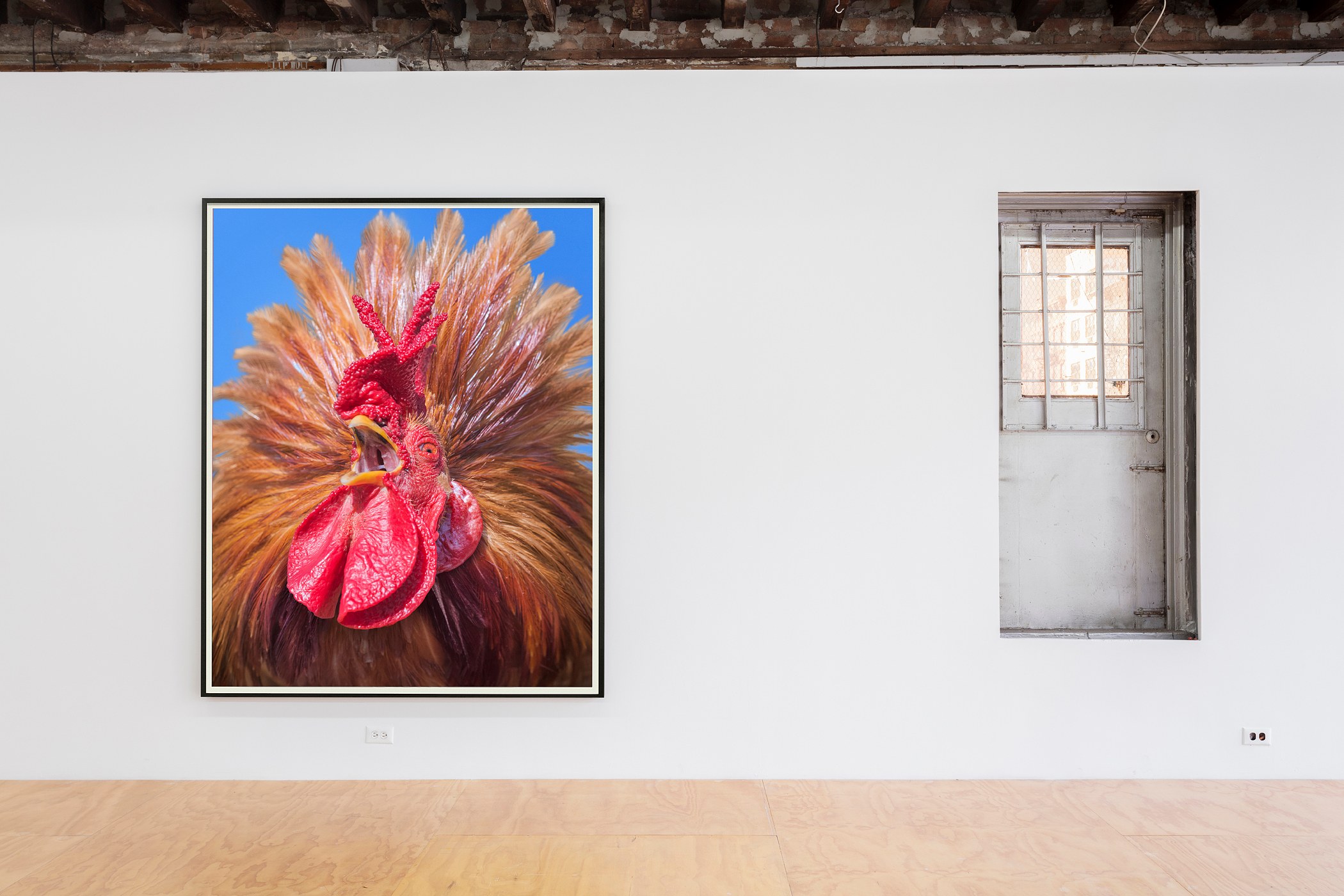 Heji Shin, Big Cocks at Reena Spaulings Fine Art, photo 4