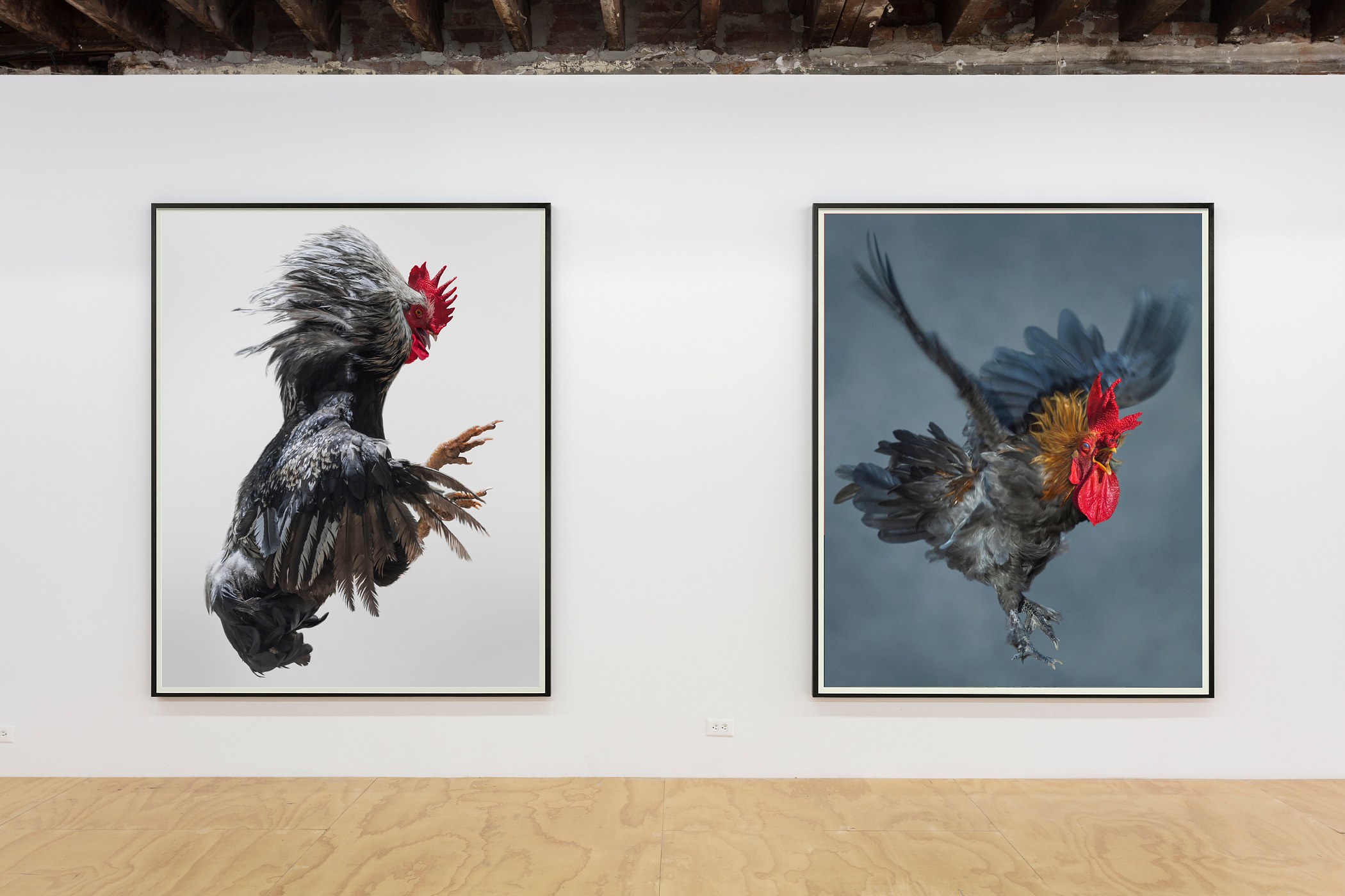 Heji Shin, Big Cocks at Reena Spaulings Fine Art, photo 3