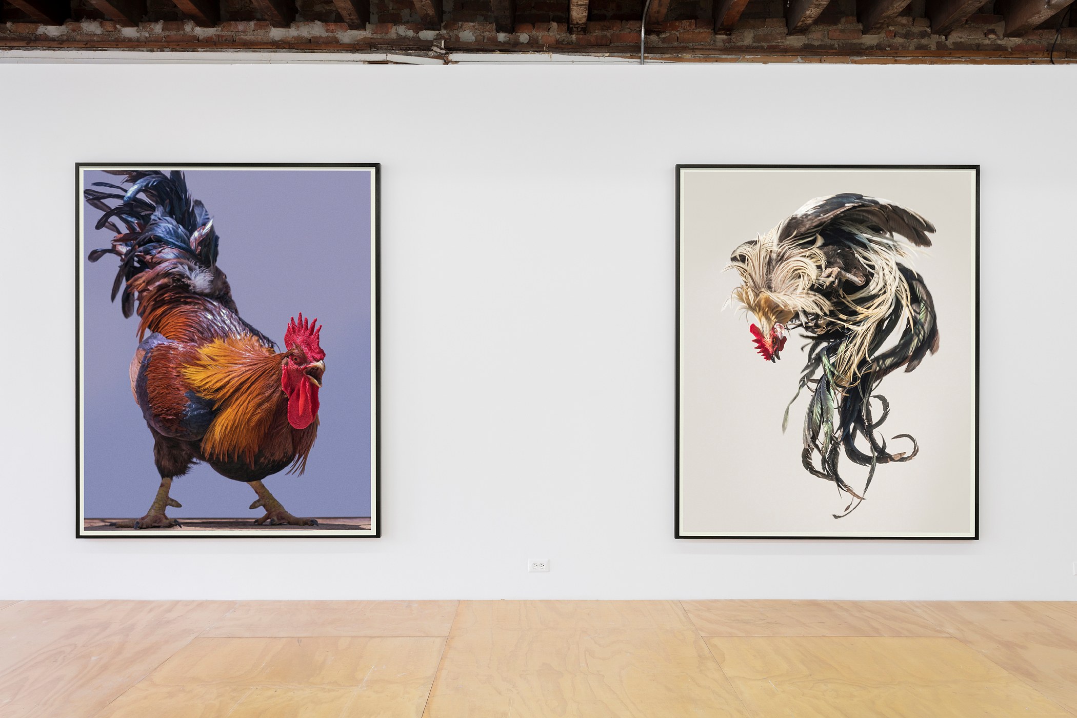 Heji Shin, Big Cocks at Reena Spaulings Fine Art, photo 5
