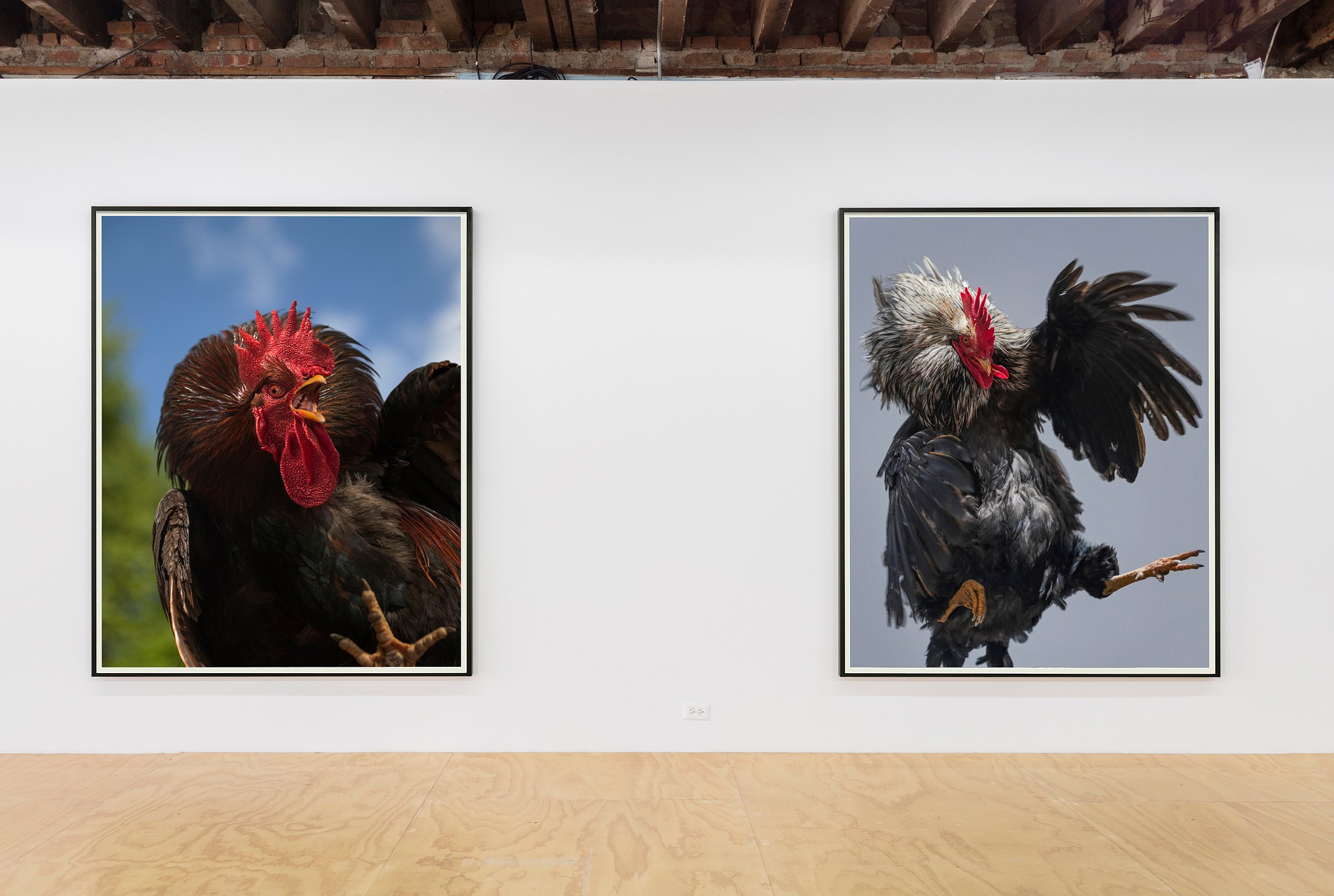 Heji Shin, Big Cocks at Reena Spaulings Fine Art, photo 6