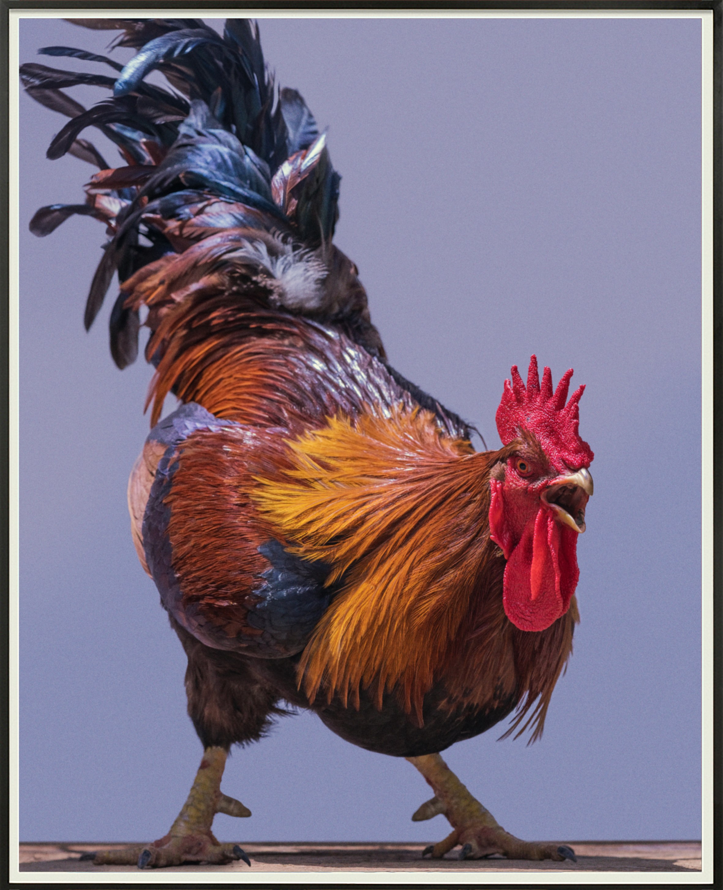 Heji Shin, Big Cocks at Reena Spaulings Fine Art, photo 7