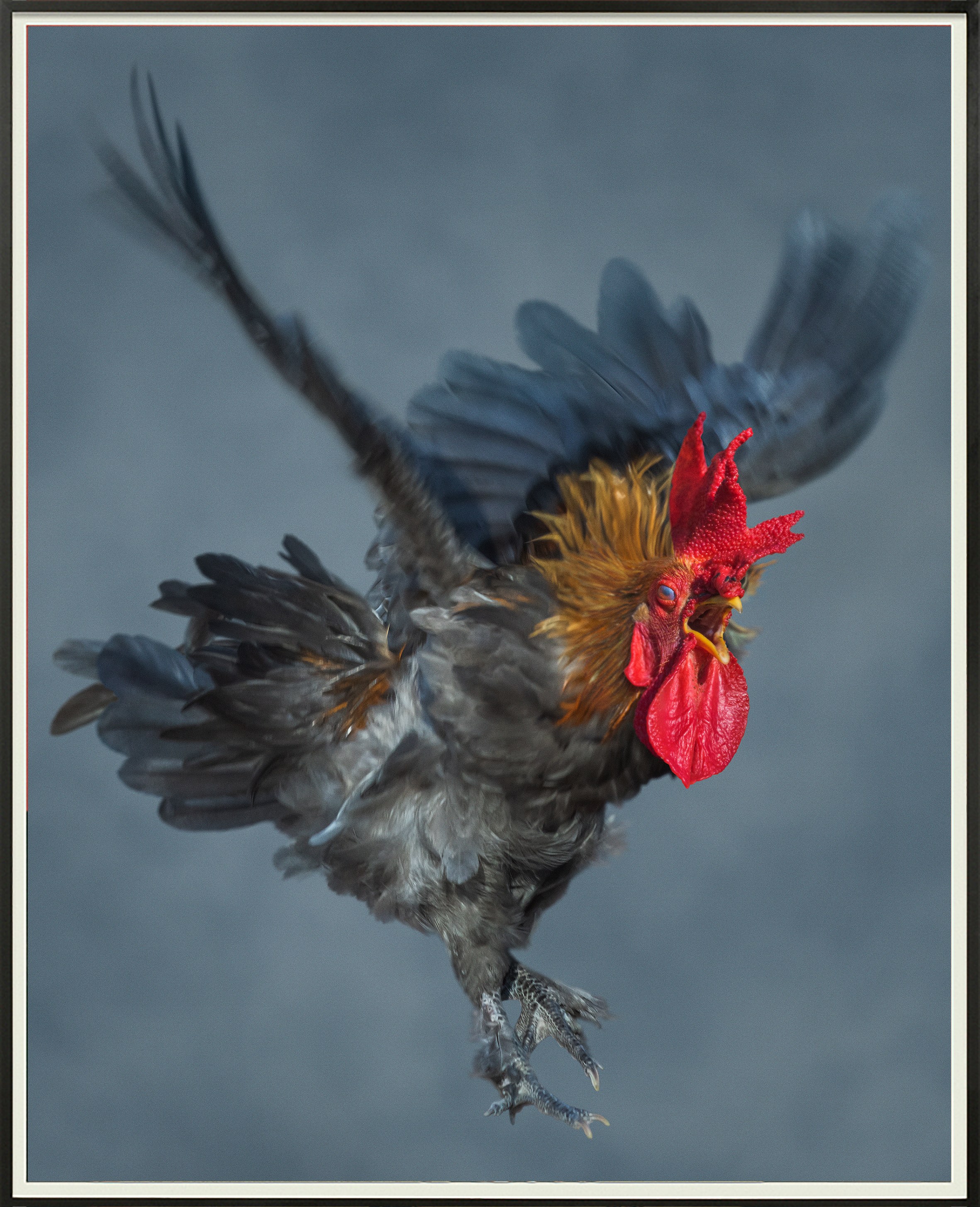 Heji Shin, Big Cocks at Reena Spaulings Fine Art, photo 9