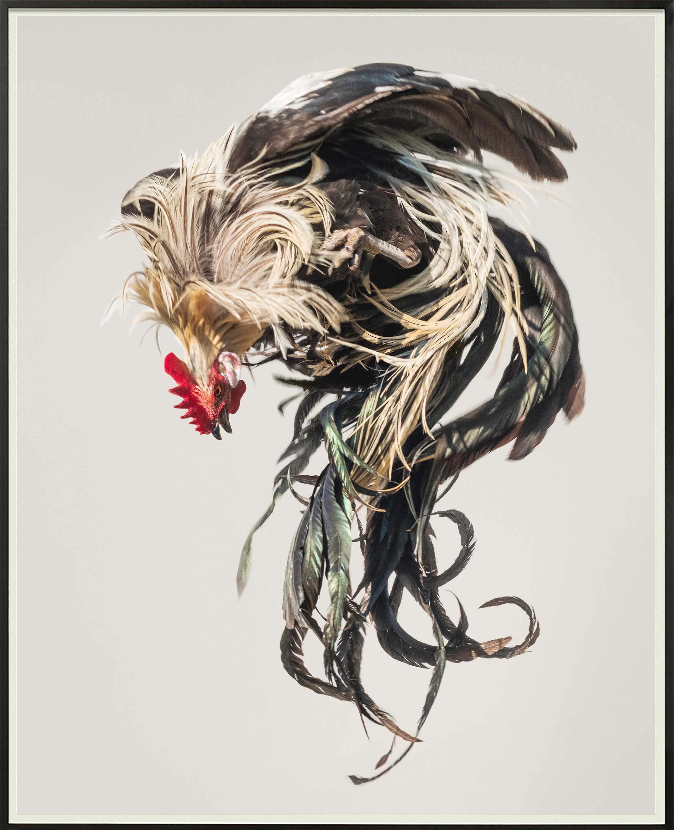 Heji Shin, Big Cocks at Reena Spaulings Fine Art, photo 10
