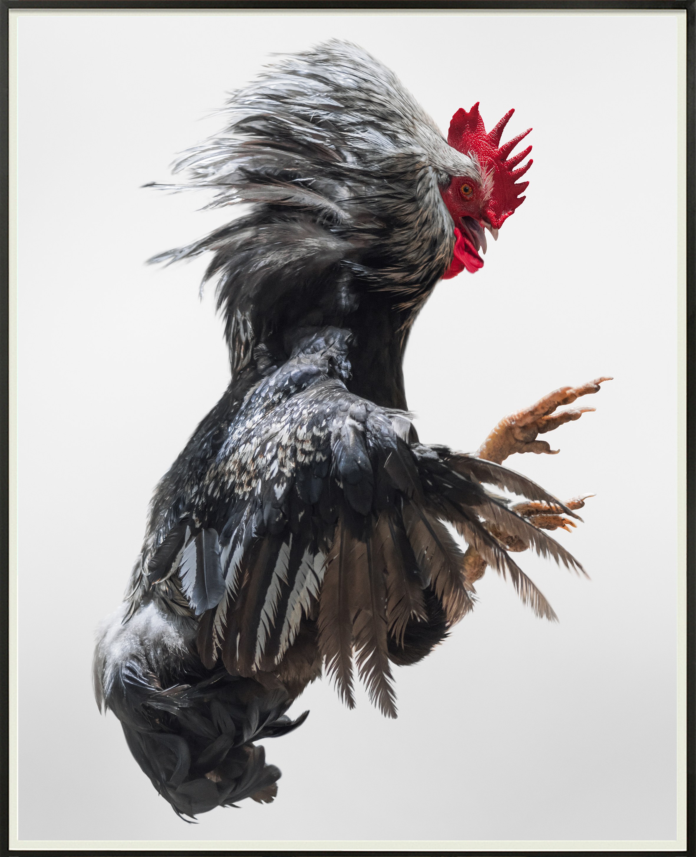 Heji Shin, Big Cocks at Reena Spaulings Fine Art, photo 11