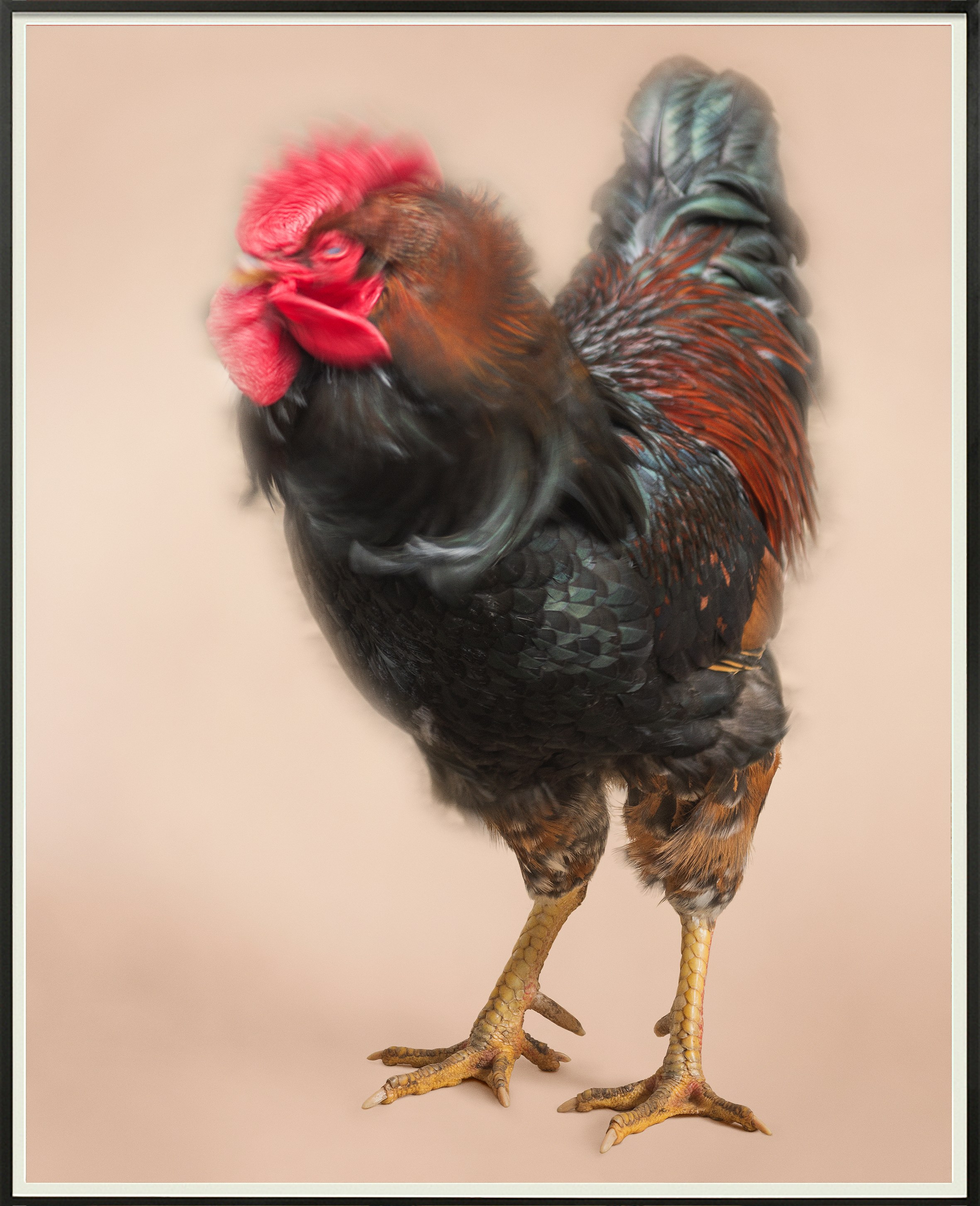 Heji Shin, Big Cocks at Reena Spaulings Fine Art, photo 14