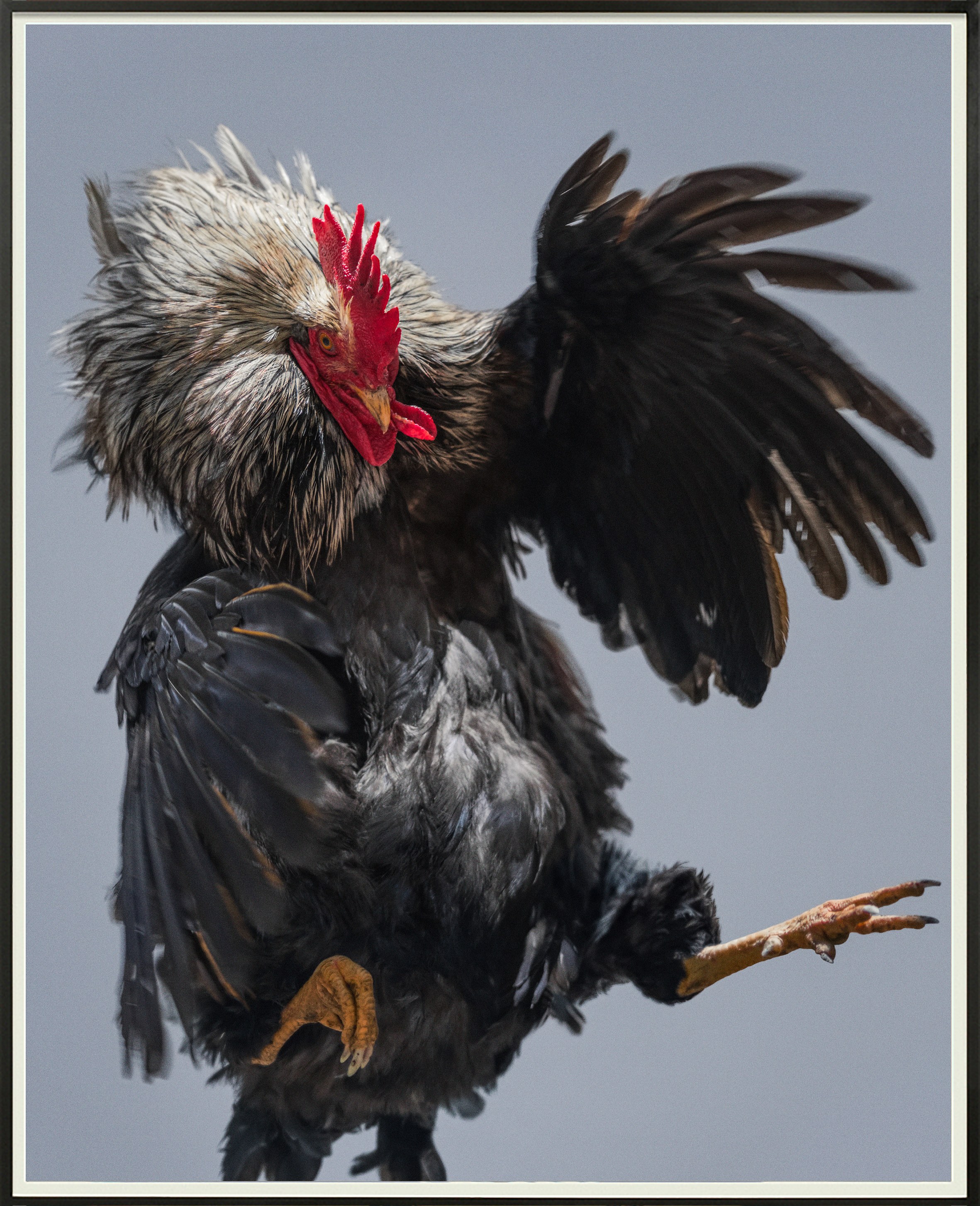Heji Shin, Big Cocks at Reena Spaulings Fine Art, photo 12