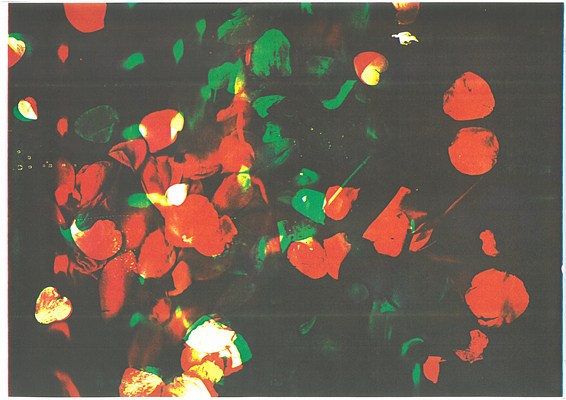 Image 15 of 17