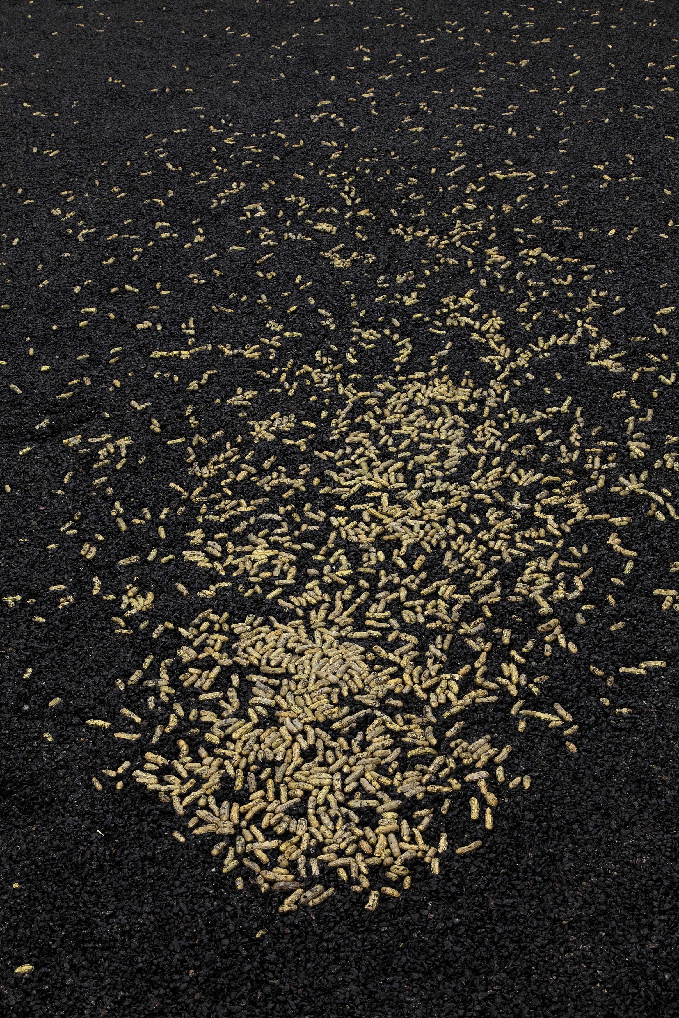 Michel François, Pieces of Evidence at Bortolami, photo 6