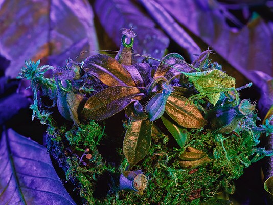Image 7 of 17