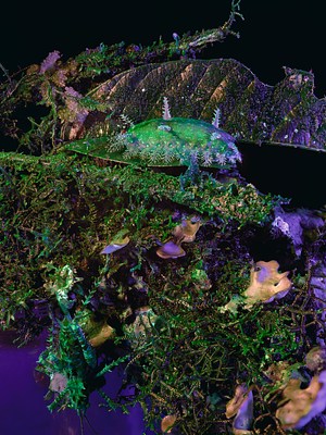 Image 10 of 17