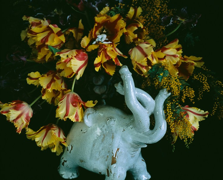 Nobuyoshi Araki | Contemporary Art Library
