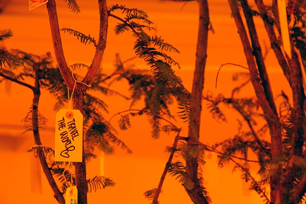 Image 6 of 9