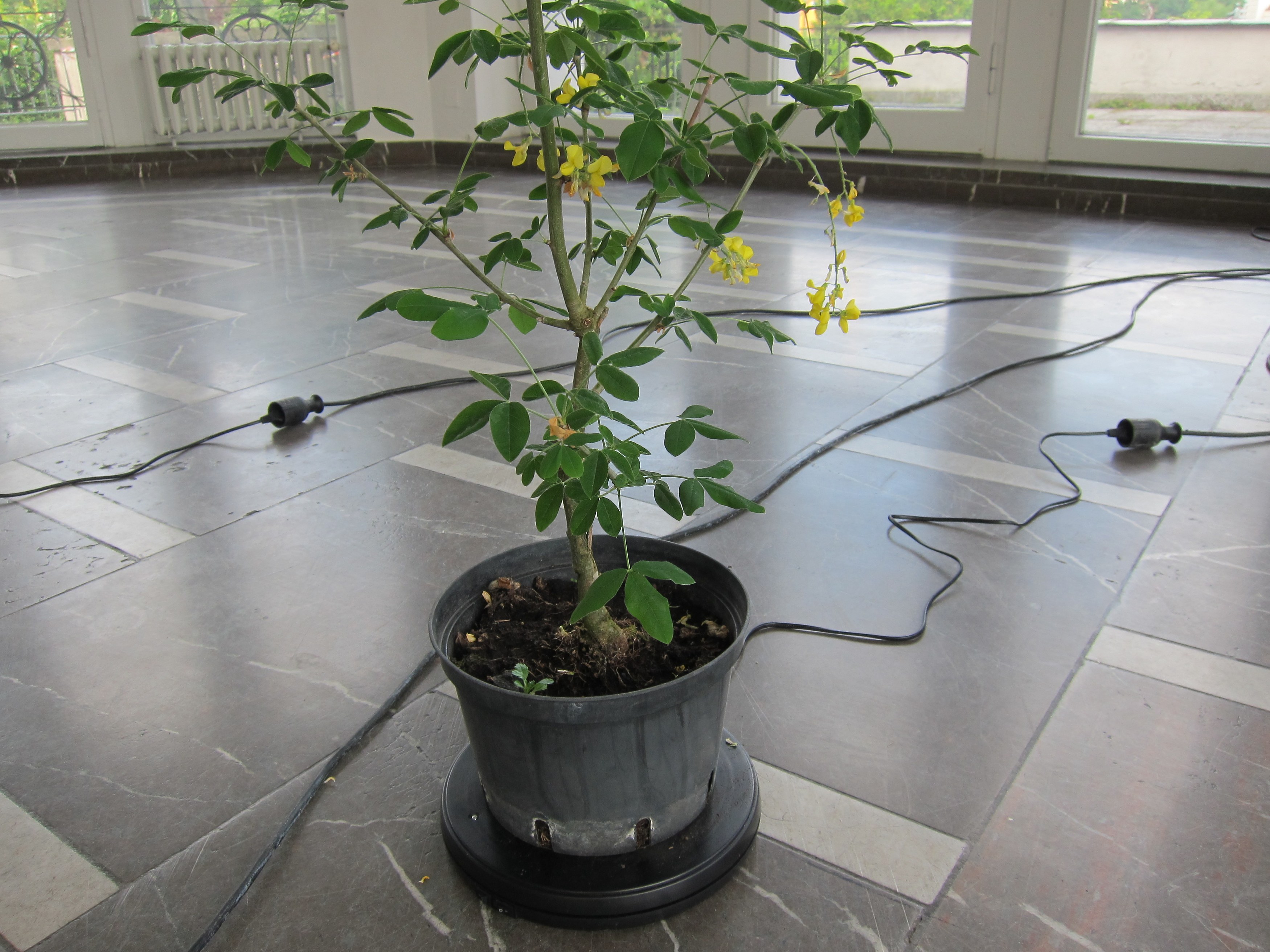 Cerith Wyn Evans, Détourne at Schinkel Pavillon, photo 9