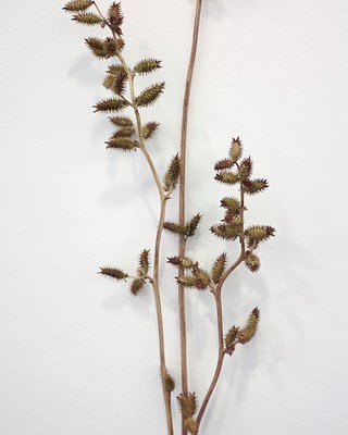 Image 10 of 14
