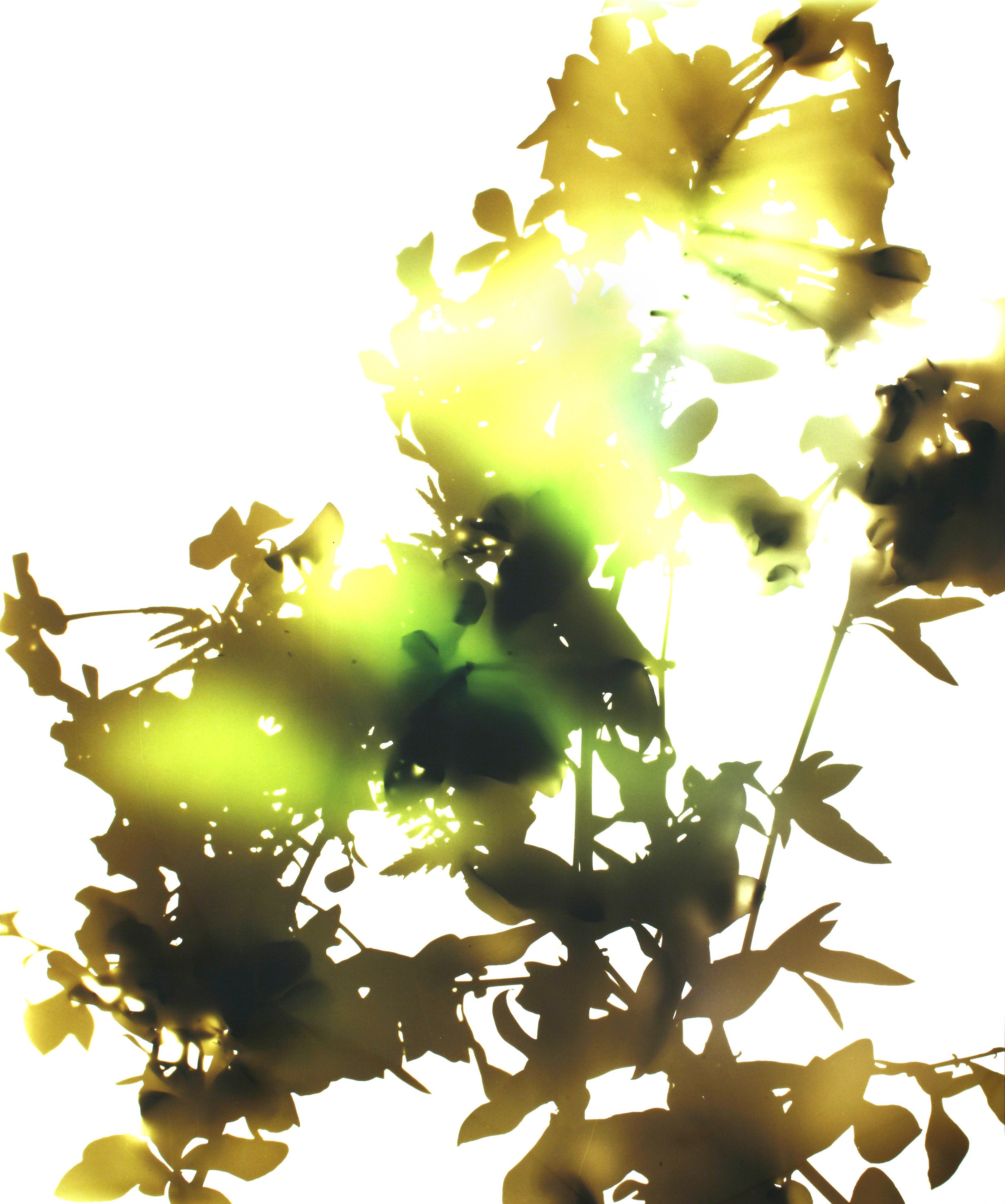 James Welling, Untitled at Studio M, photo 21