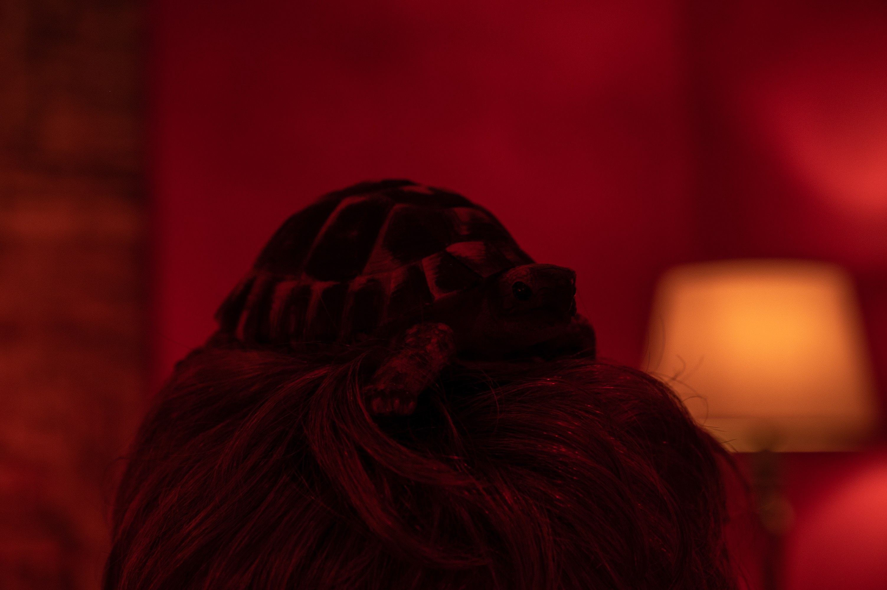 Mathis Gasser, Angharad Williams, Hergest: Trem at Swiss Institute, photo 18