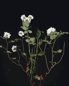 Sarah Jones, Untitled at Studio M, photo 6
