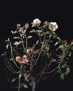Sarah Jones, Untitled at Studio M, photo 11